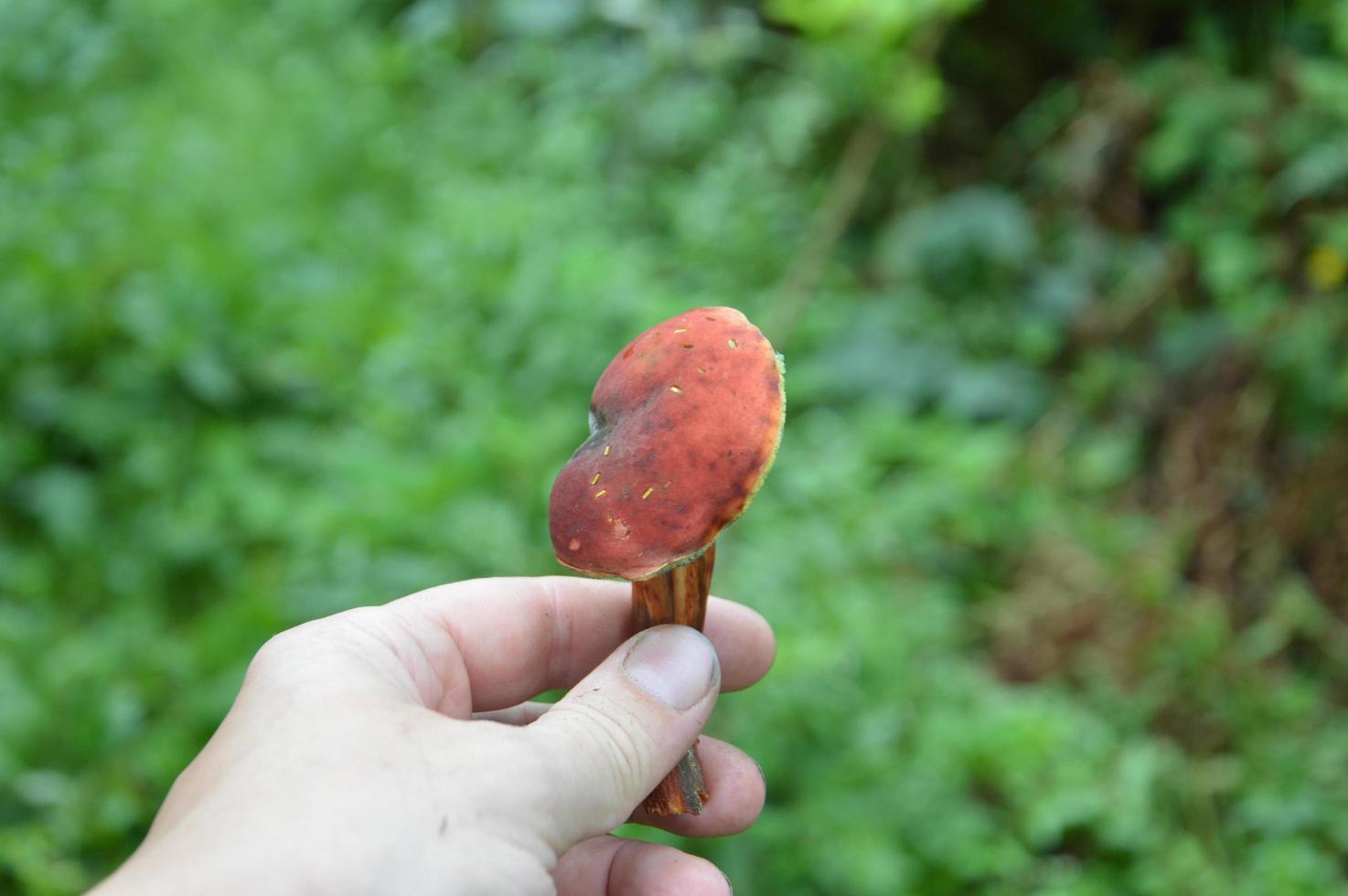 Speisepilz in Menschenhand foto