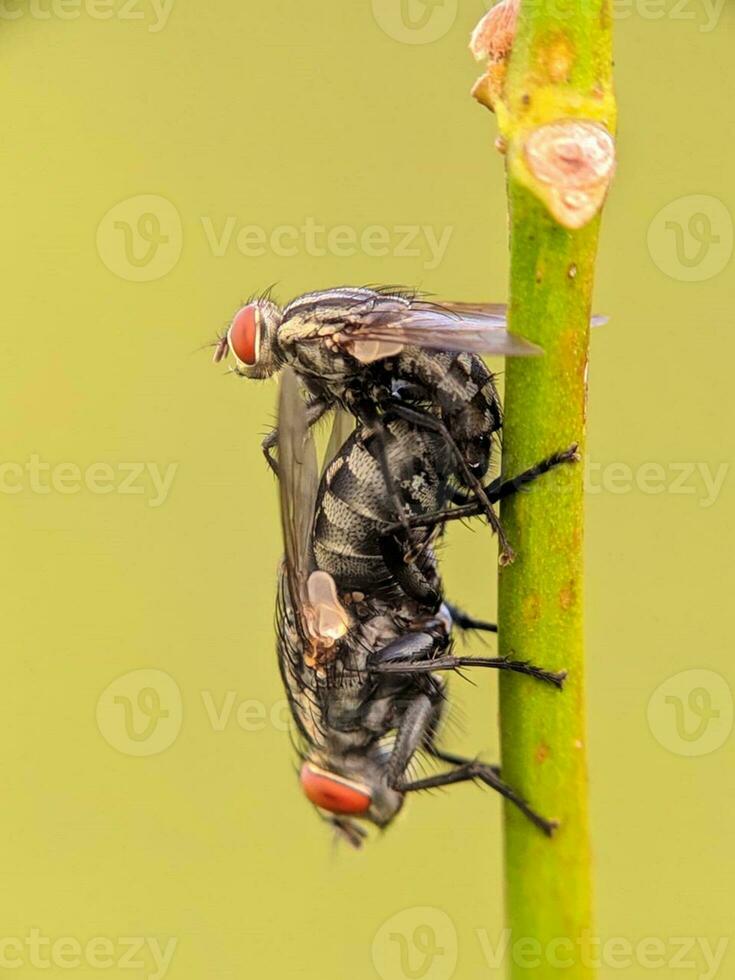 Nahansicht von ein Grün Insekt auf ein üppig Pflanze foto