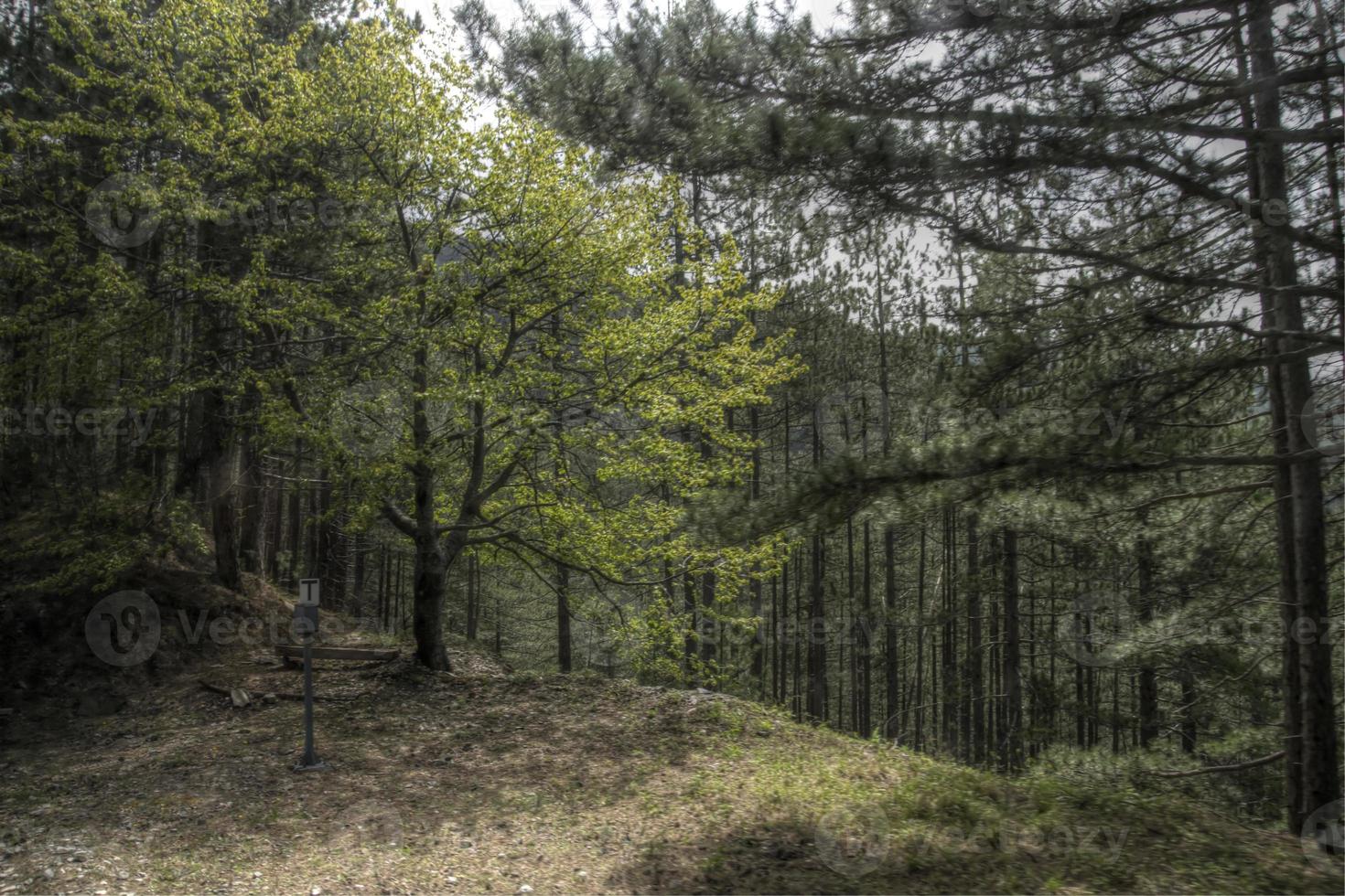 grüne Wälder auf dem Berg Mokra Gora in Serbien foto