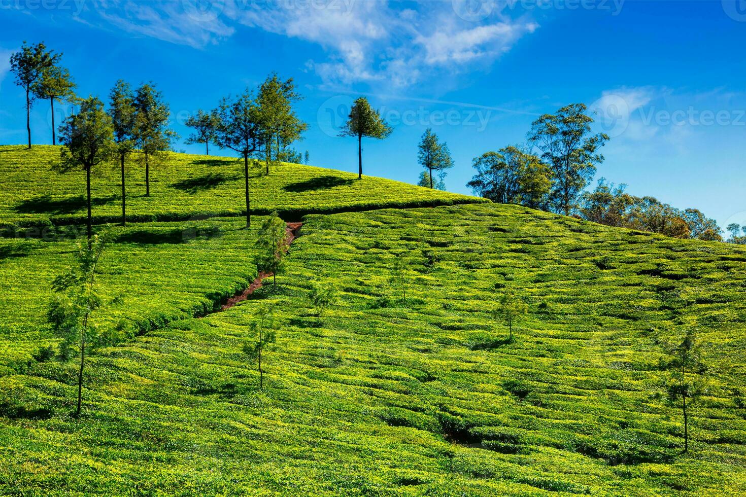 Tee Plantage im das Morgen, Indien foto