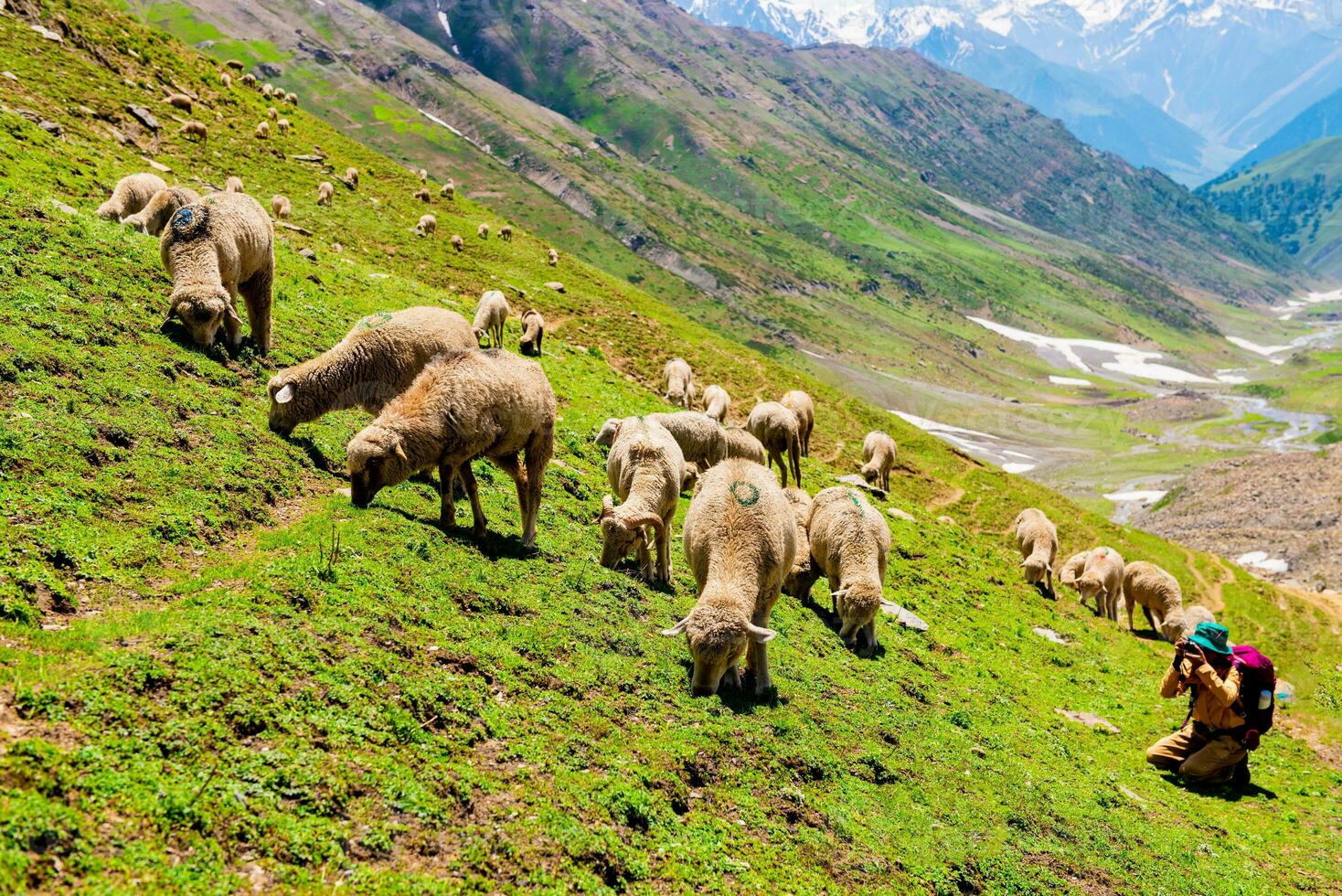 Landschaft im das Berge. Panorama- Aussicht von das oben von sonmarg, Kaschmir Senke im das Himalaya Region. Wiesen, alpin Bäume, Wildblumen und Schnee auf Berg im Indien. Konzept Reise Natur. foto