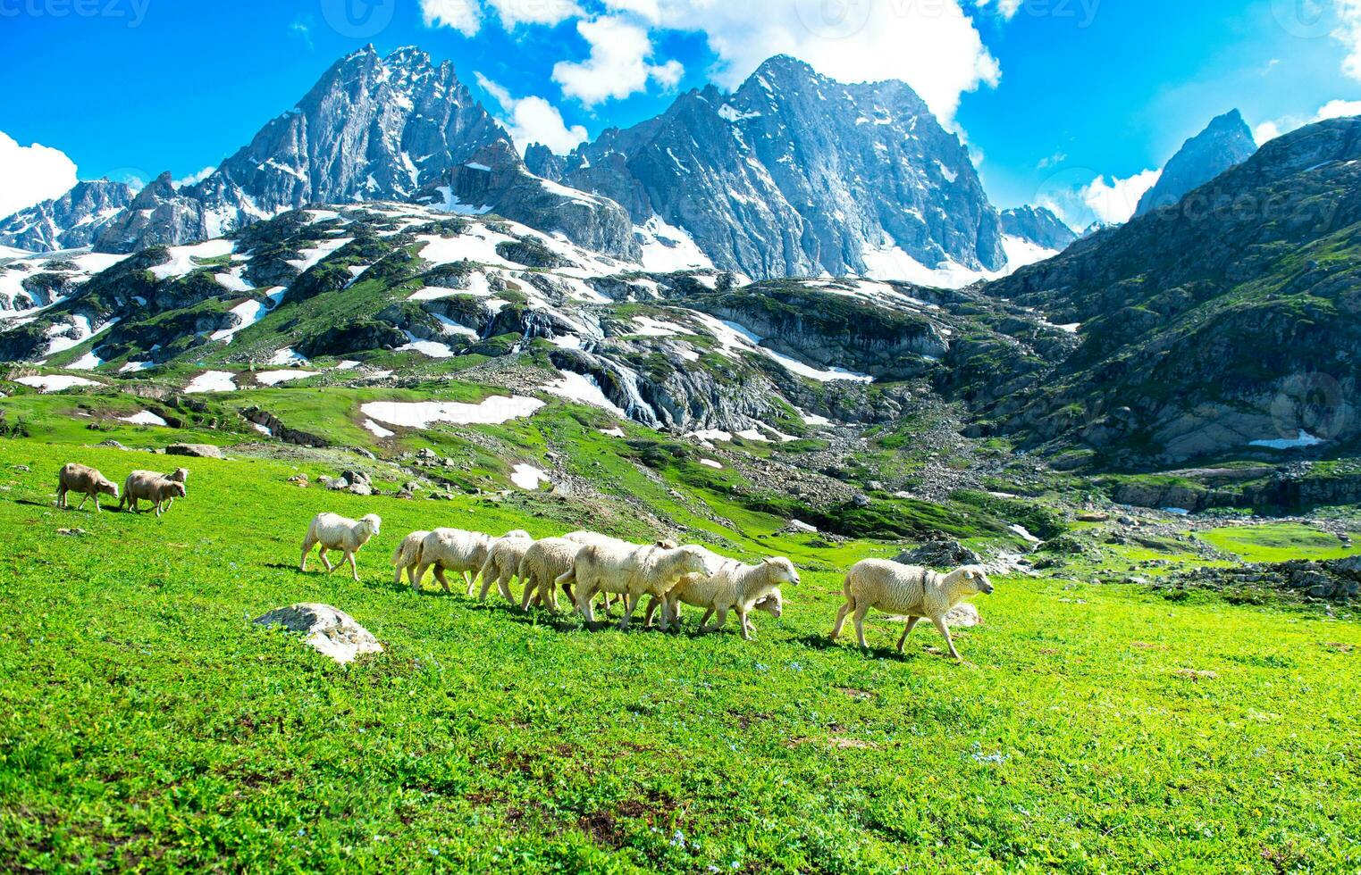 Landschaft im das Berge. Panorama- Aussicht von das oben von sonmarg, Kaschmir Senke im das Himalaya Region. Wiesen, alpin Bäume, Wildblumen und Schnee auf Berg im Indien. Konzept Reise Natur. foto