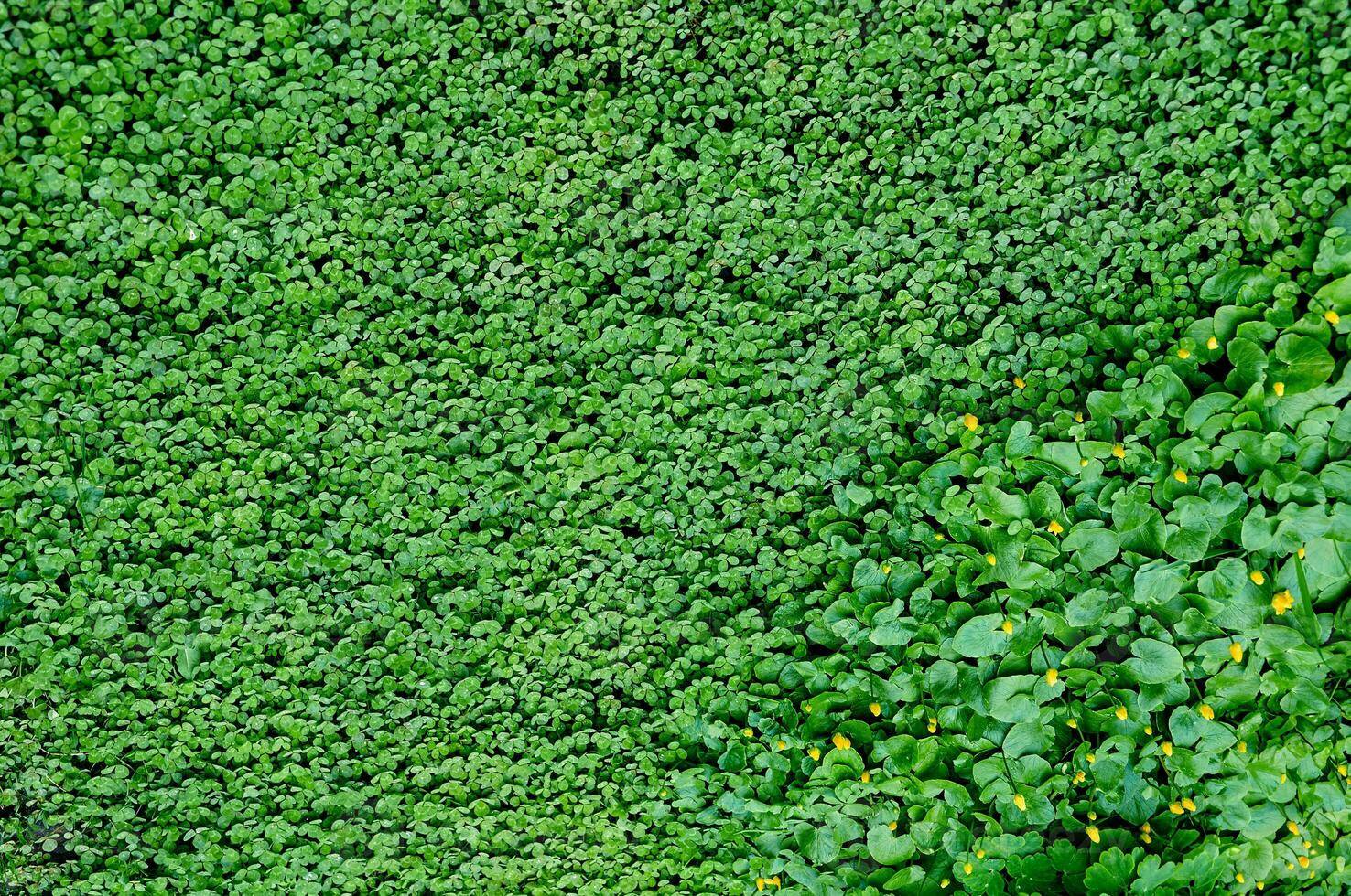 Kleeblatt Aussicht auf oben. Teppich von natürlich Kleeblatt. natürlich Gras Hintergrund foto