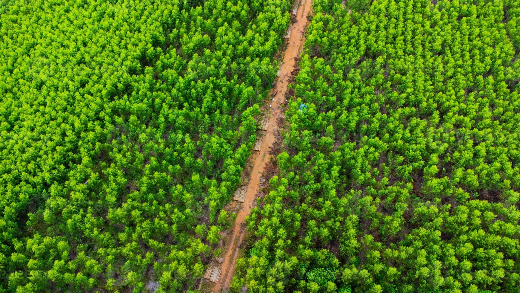 Luftaufnahme einer unbefestigten Straße, die durch die schönen Grünflächen ländlicher Eukalyptusplantagen führt. Draufsicht auf den Eukalyptuswald in Thailand. natürlicher Landschaftshintergrund. foto