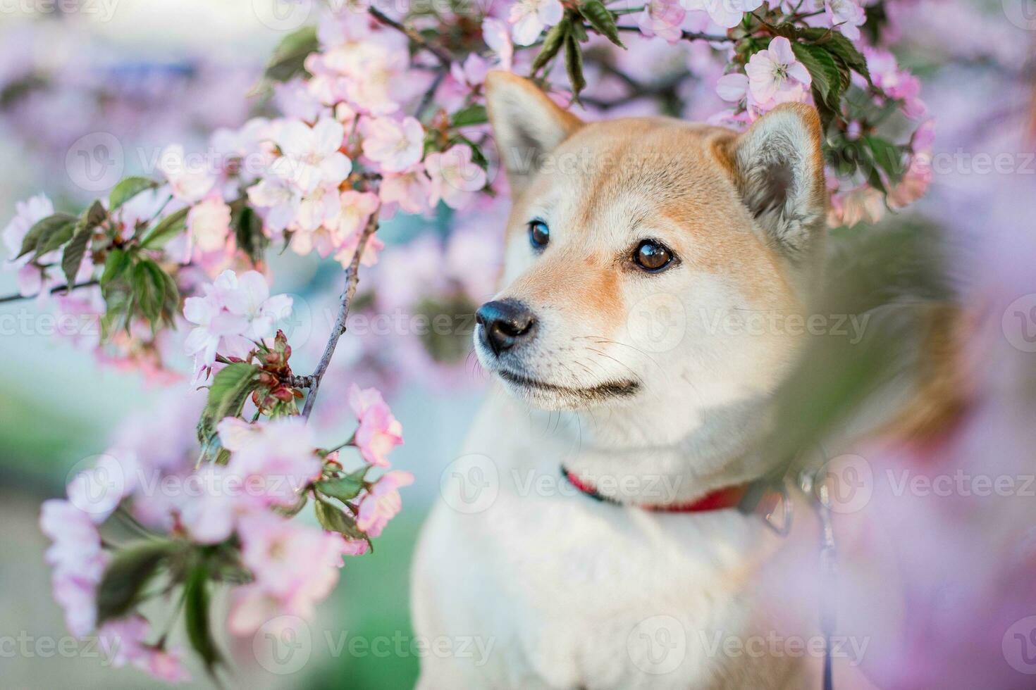 Shiba inu Hund auf ein Hintergrund von Blühen Sakura foto