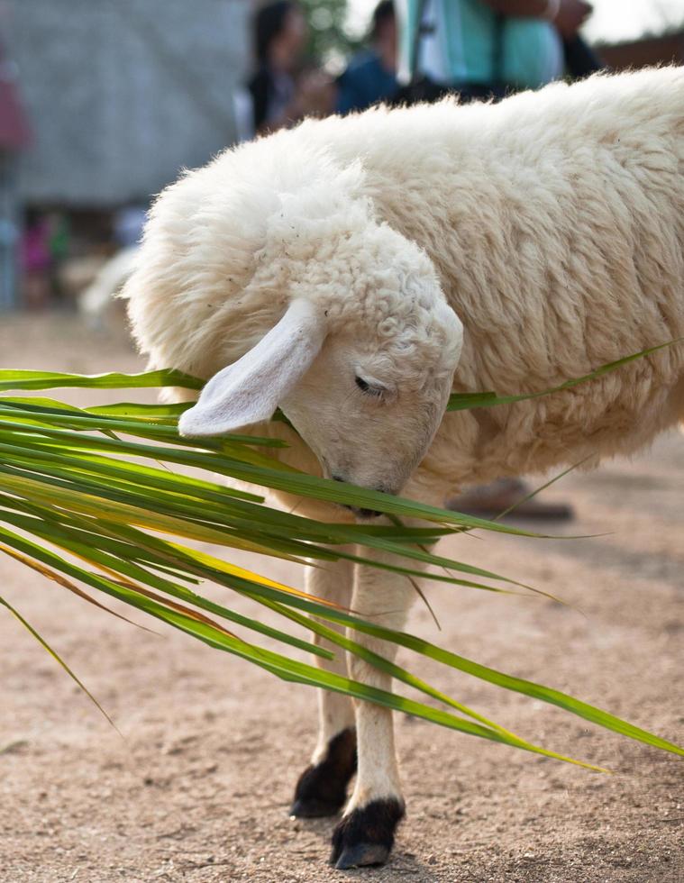 Schafe fressen Gras auf dem Bauernhof foto