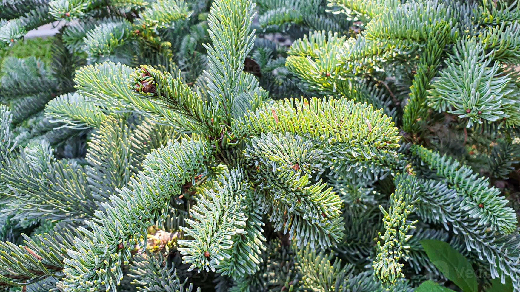 Pflanzen auf einem steinernen Hintergrund. Kiefer-, Thuja- und Fichtenzweige. foto