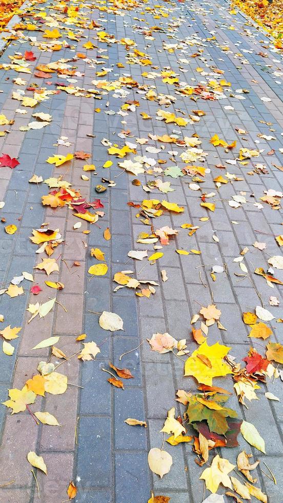 gelbes Laub unter den Füßen. heller Herbst. Herbstszene. foto
