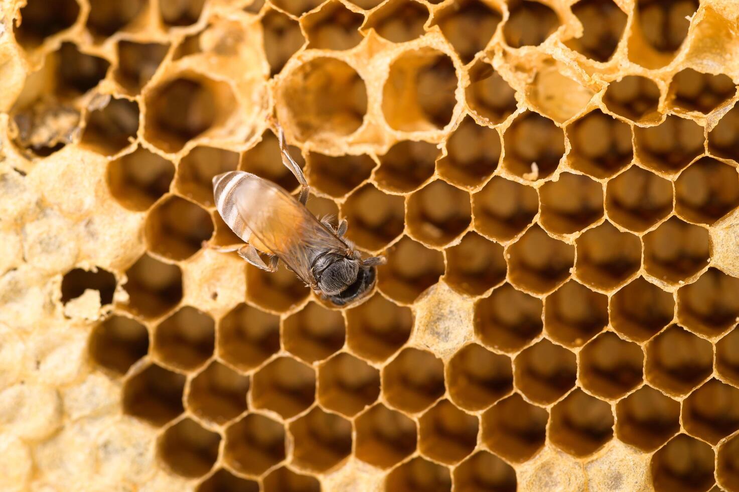 Makrobiene und Wabennatur foto