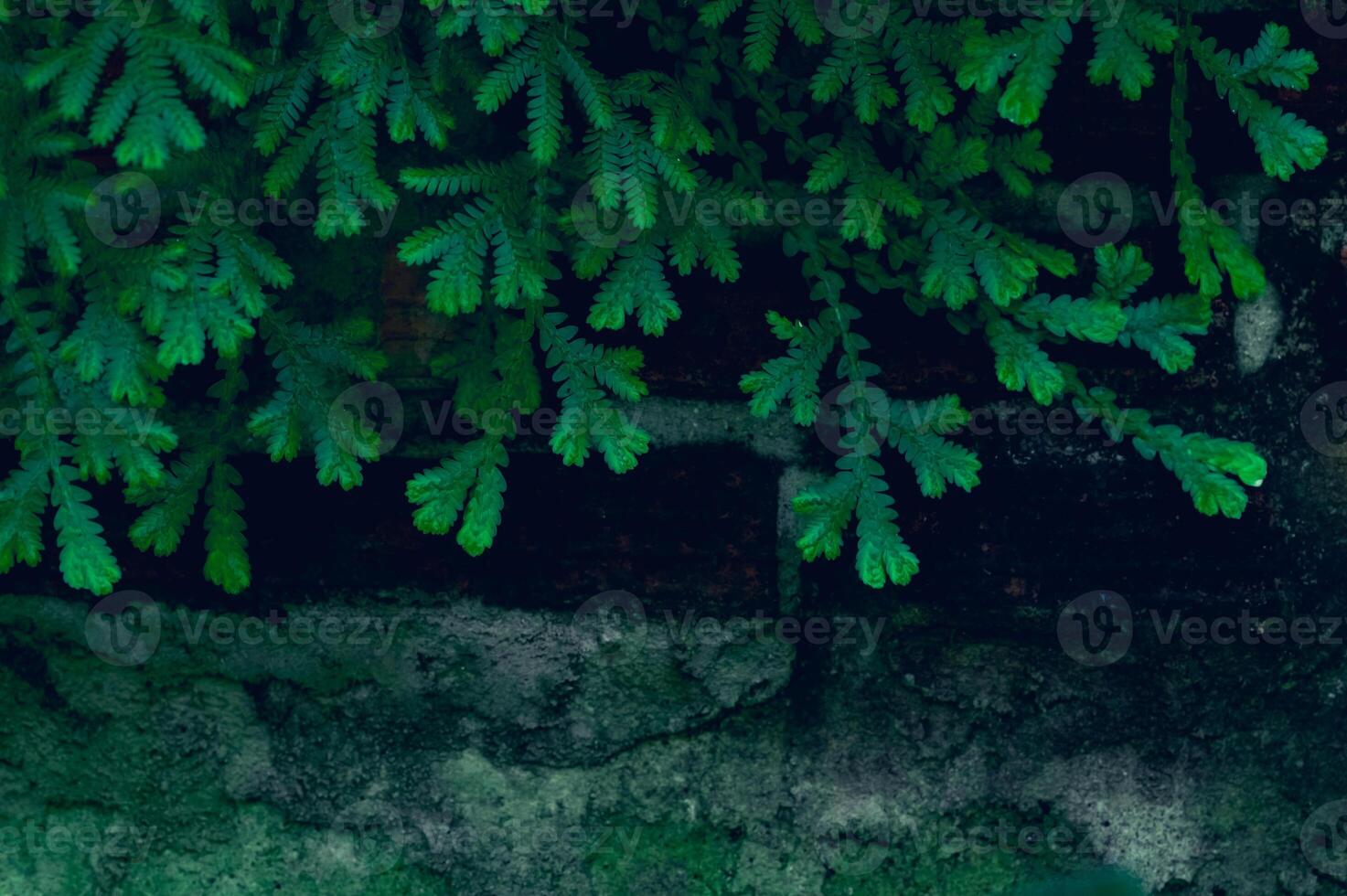 Hintergrund lässt in der Natur grün foto