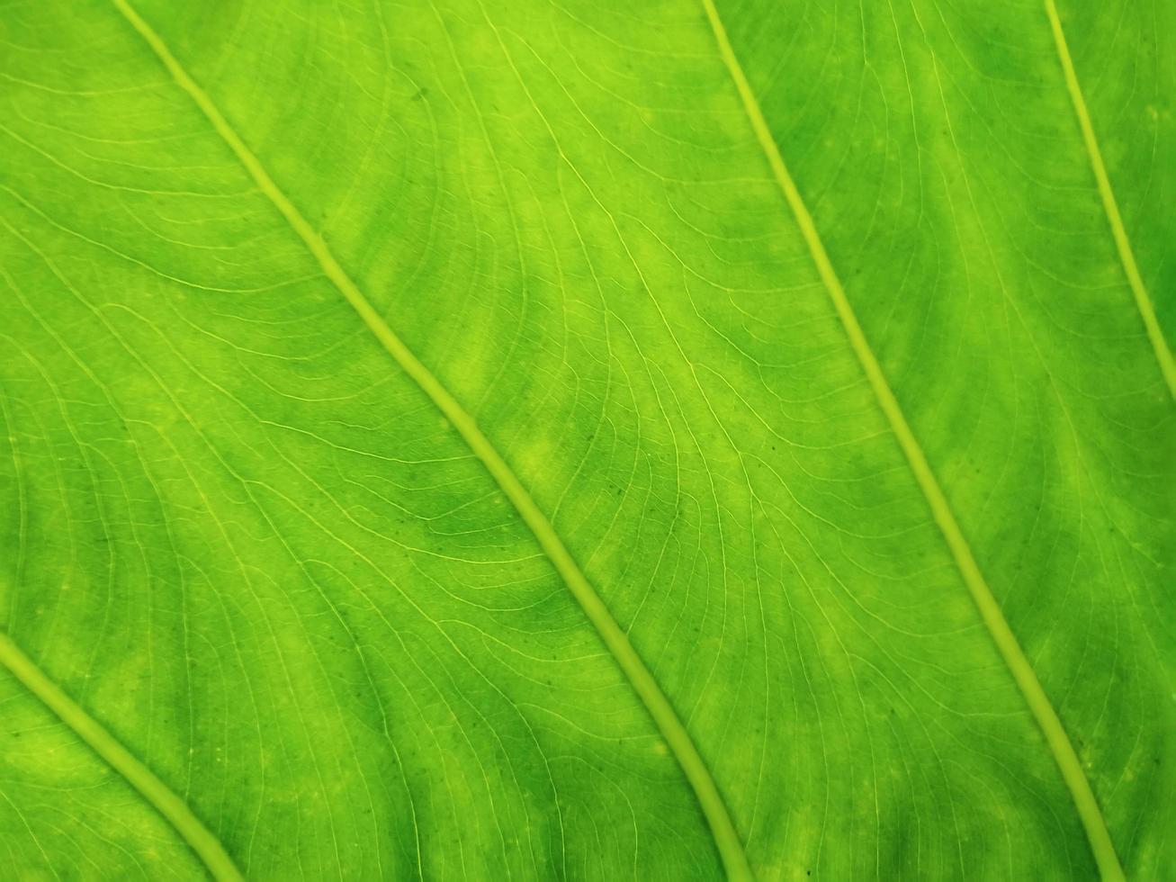 grüne Blatt Textur foto