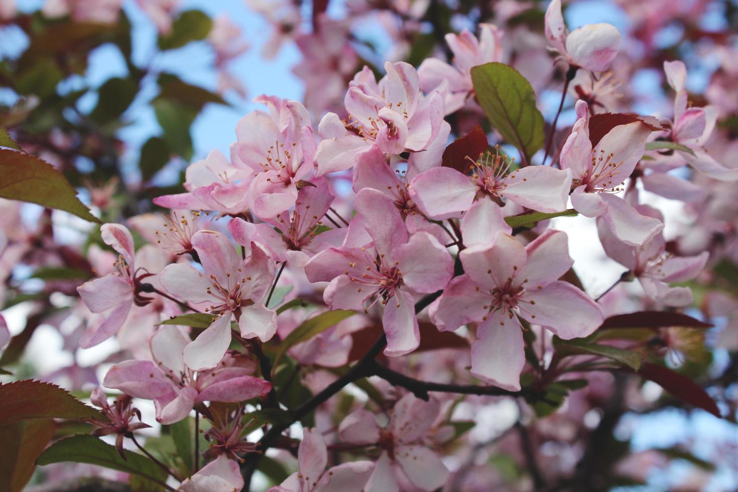 rosa blühender Kirschzweig. Sakura foto