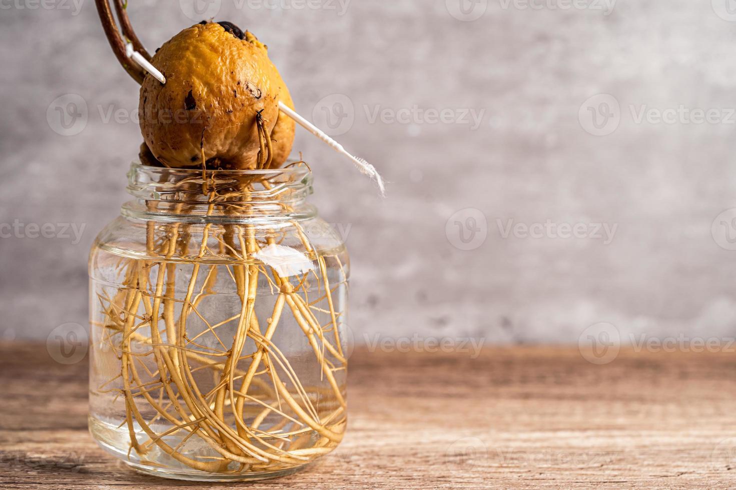 Avocadosprossenpflanze aus dem Samen wachsen mit Wurzel im Wasserglas. foto