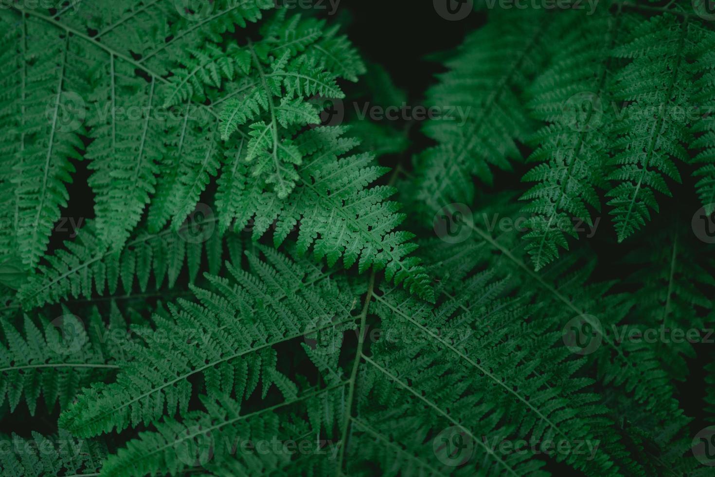schöne farnblätter natürliche grüne blätter blumenfarn foto