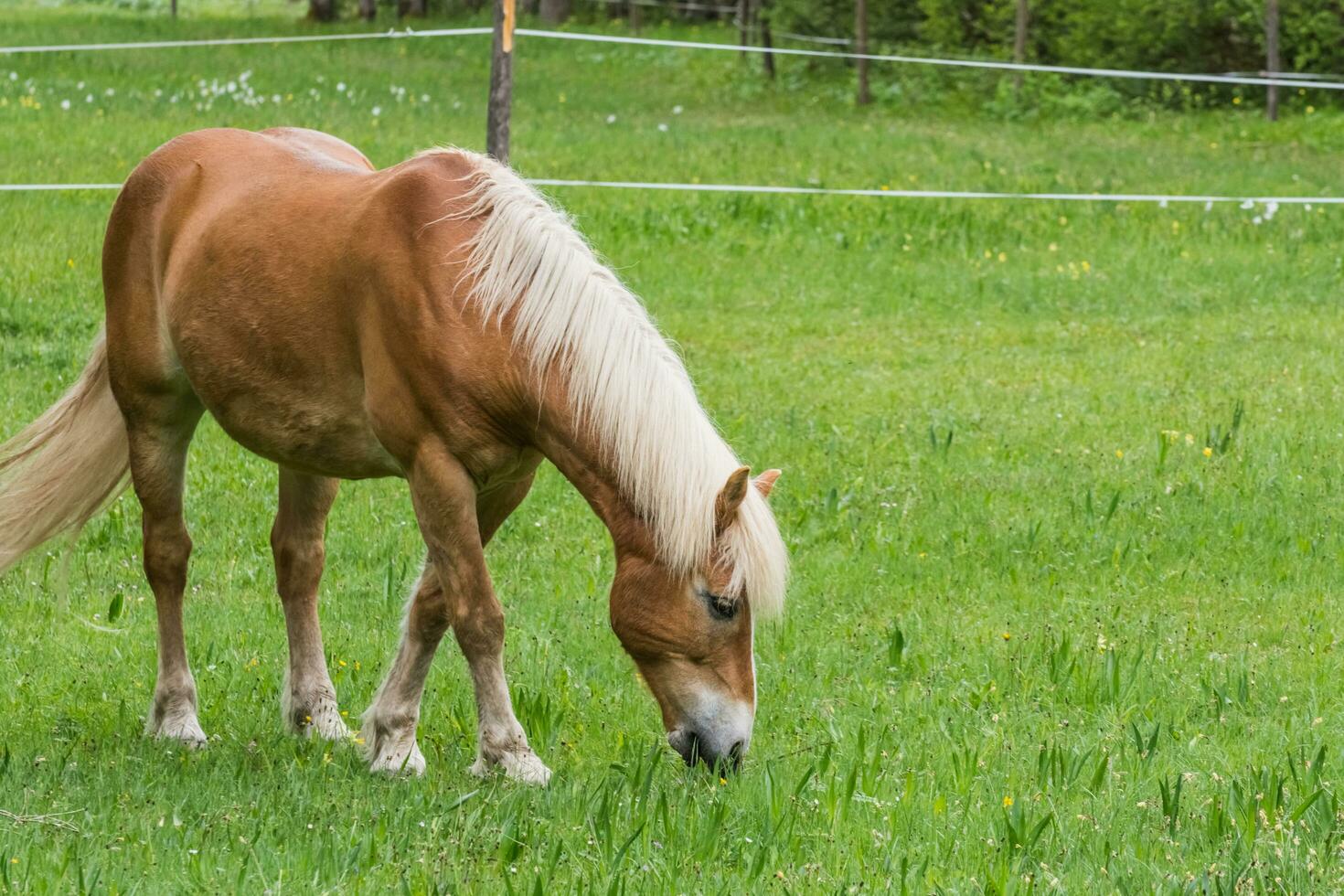 braun Pferd mit blond Haar isst Gras im das Berge foto