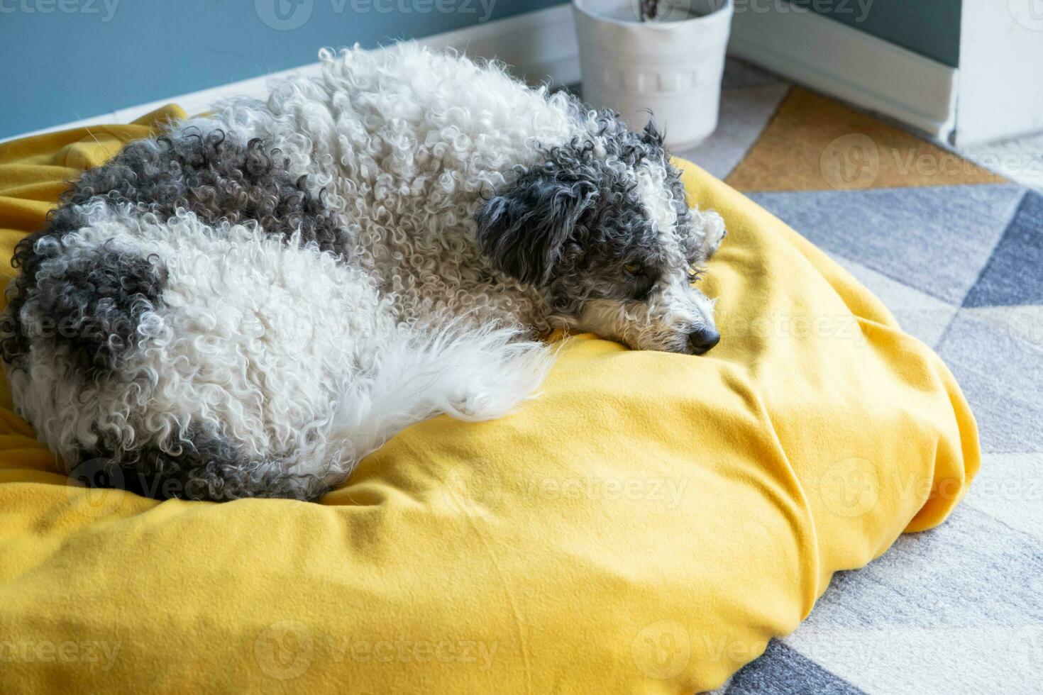 süß Bichon frise Hund Sitzung auf Gelb Haustier Bett Über Blau Mauer Hintergrund beim Zuhause foto