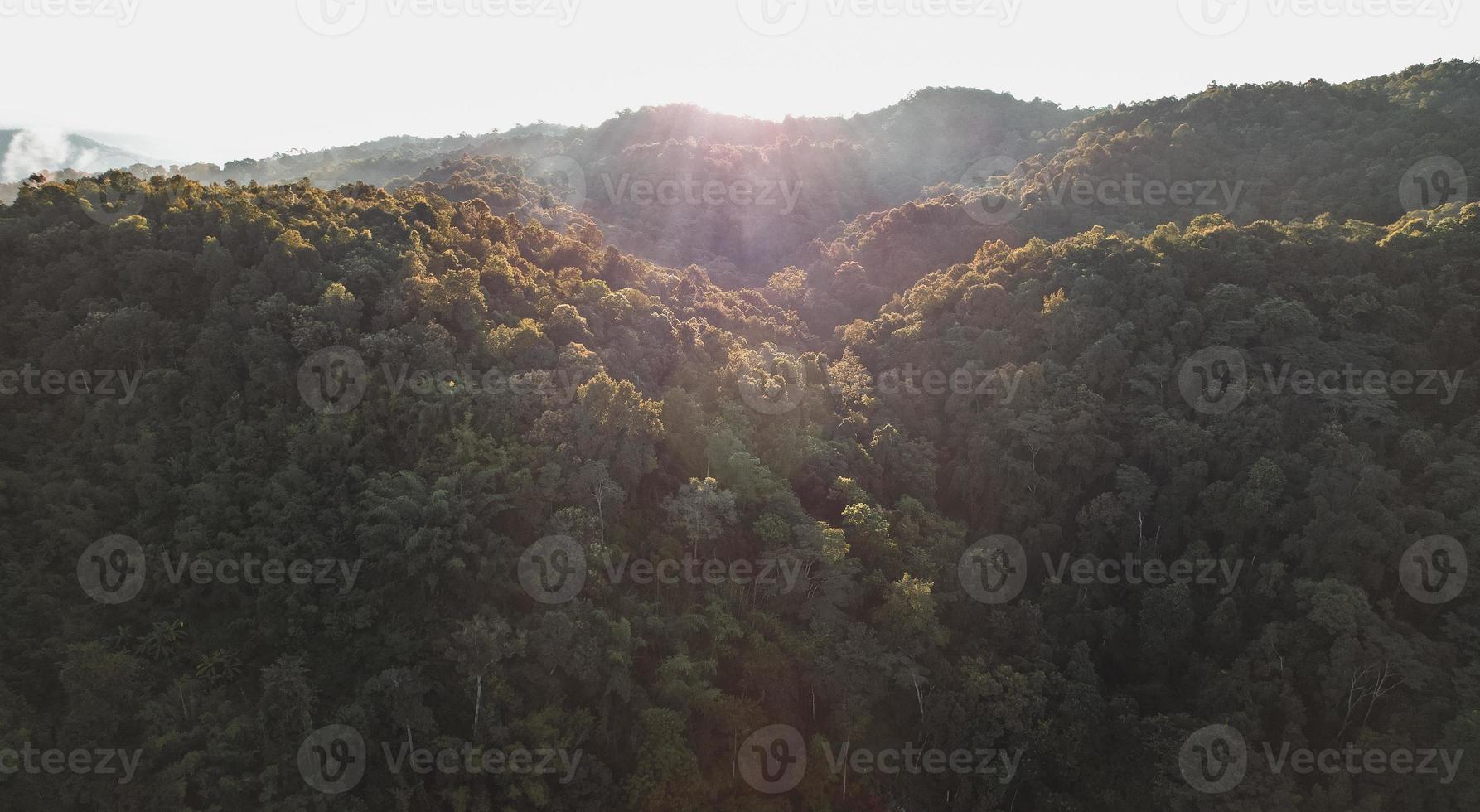 Morgennebel im Wald von oben foto