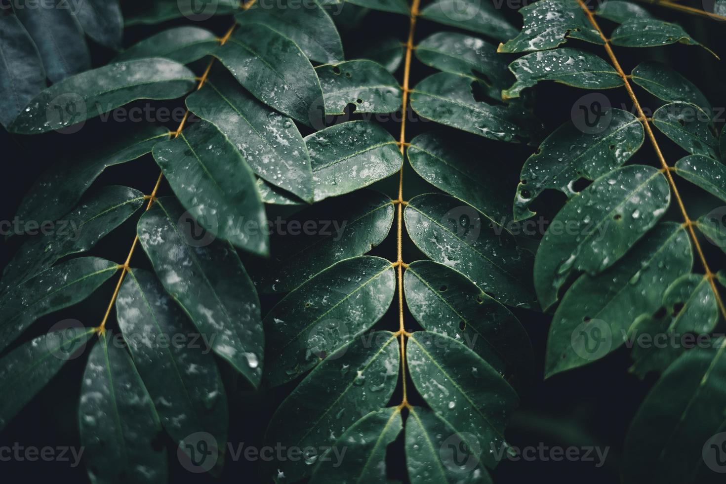 Nahaufnahme von dunkelgrünen Blättern foto