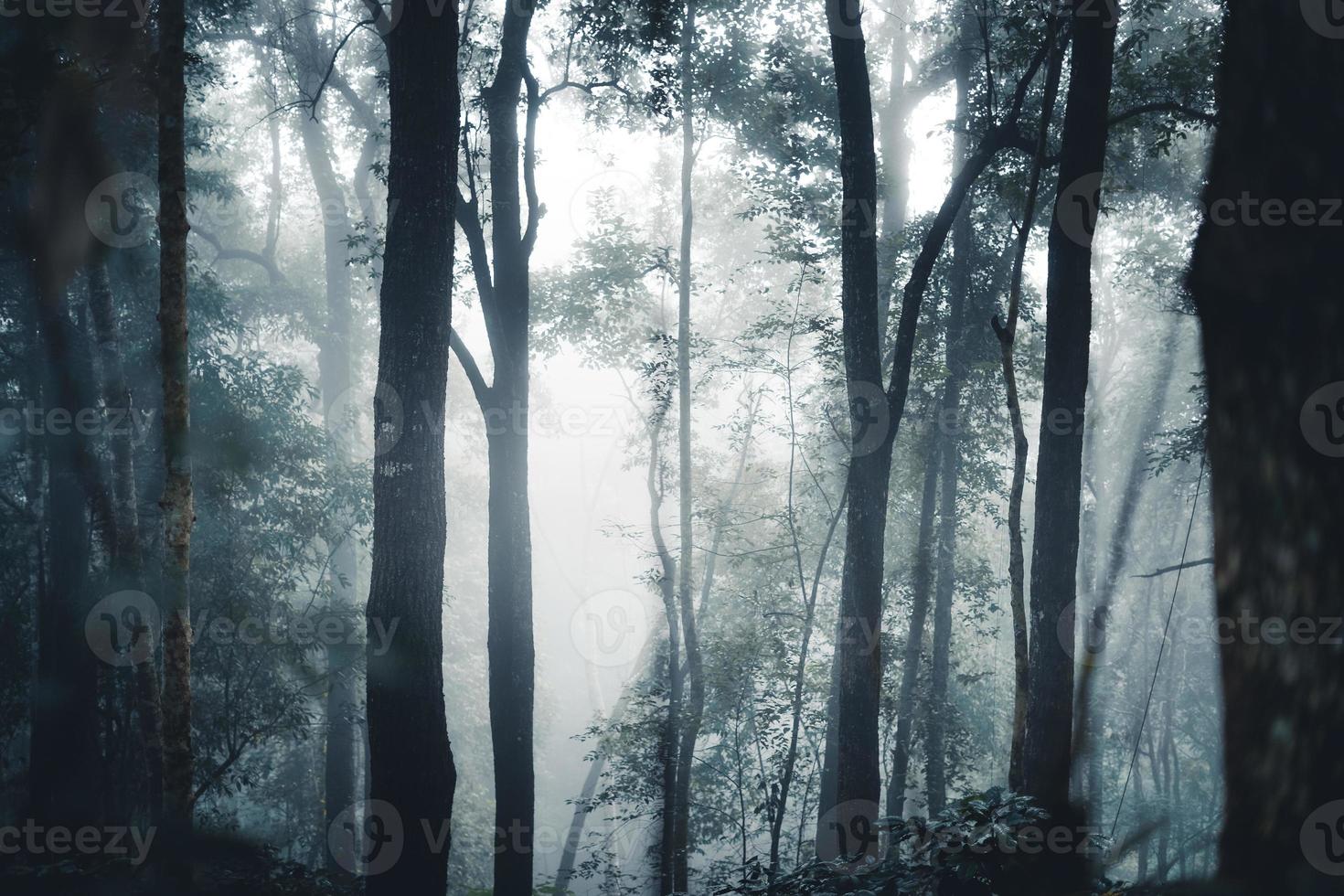 Bäume und Kaffeebäume im Nebelwald foto