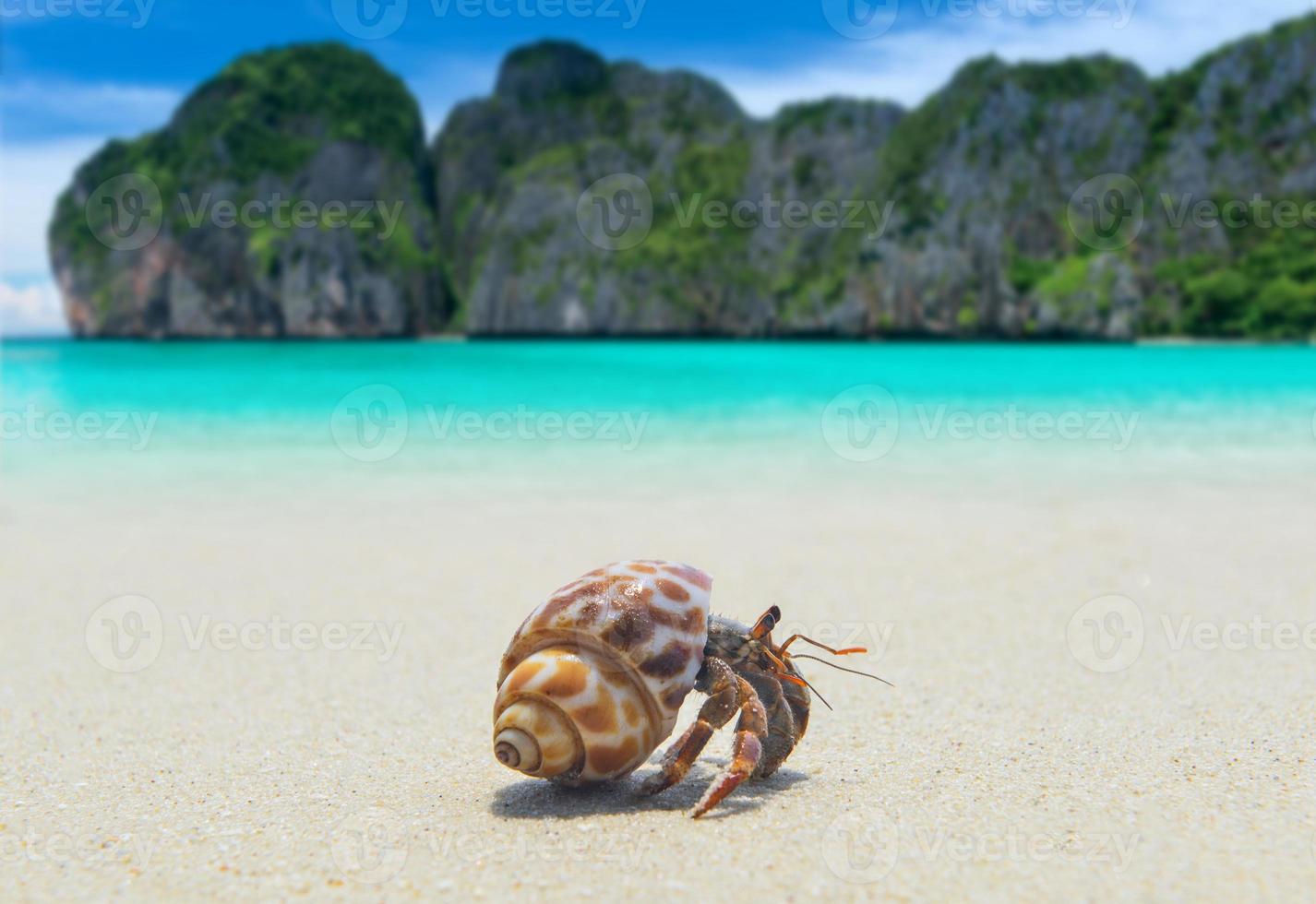 Einsiedlerkrebs am Strand spazieren. foto