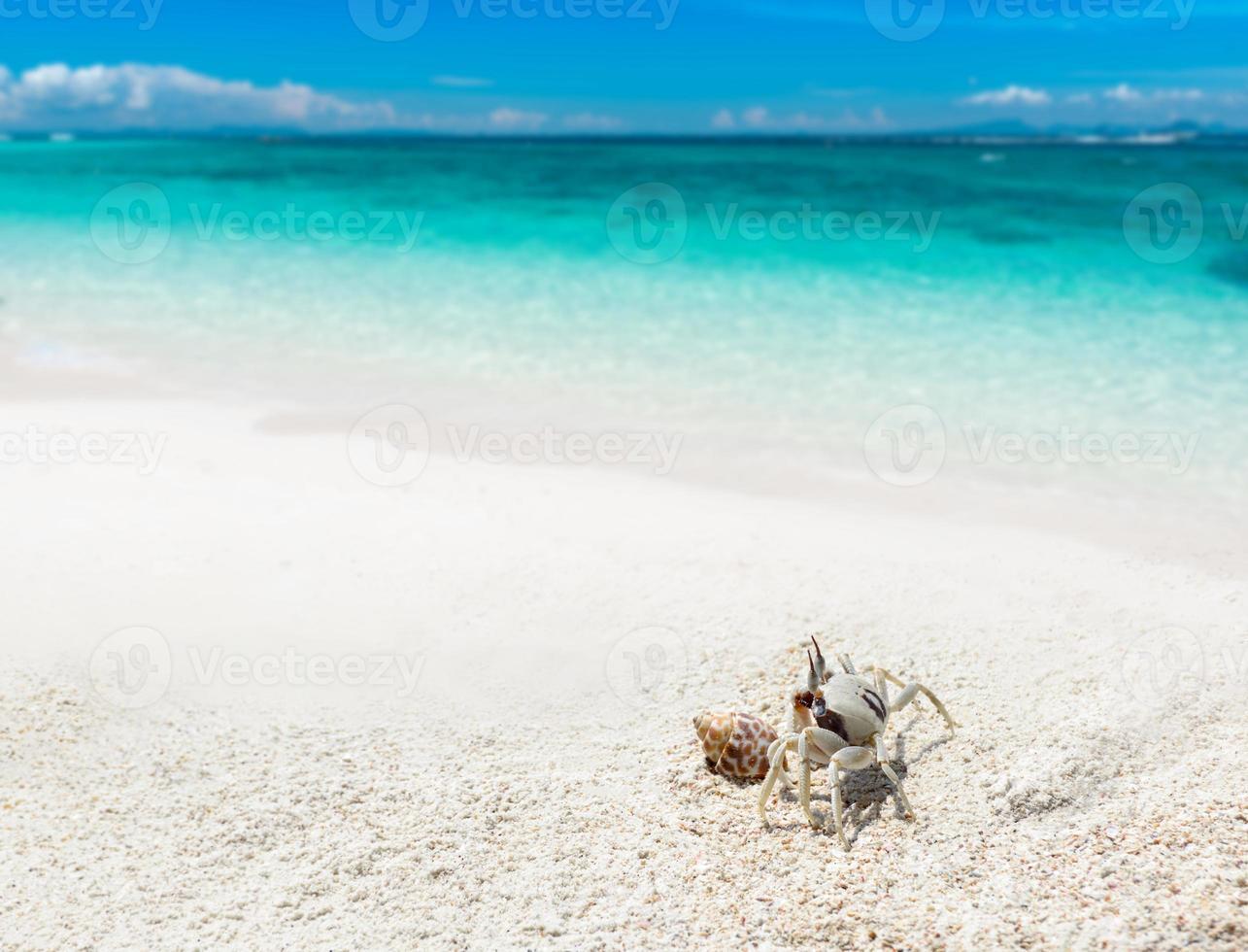 Geisterkrabbe am Sandstrand und Meer. foto