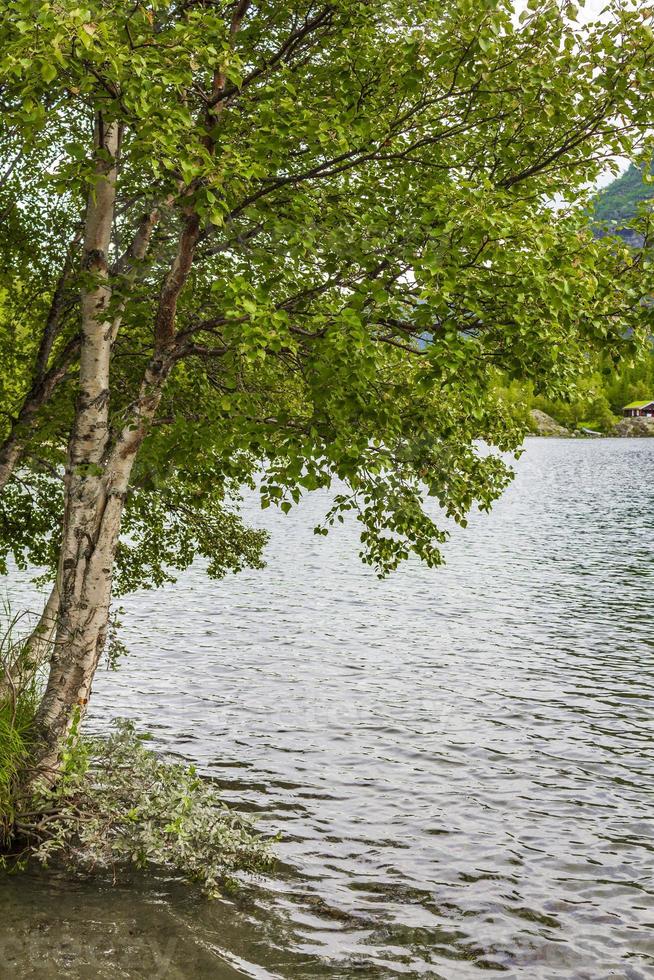 birke einsame natur am see vangsmjose vang norwegen. foto