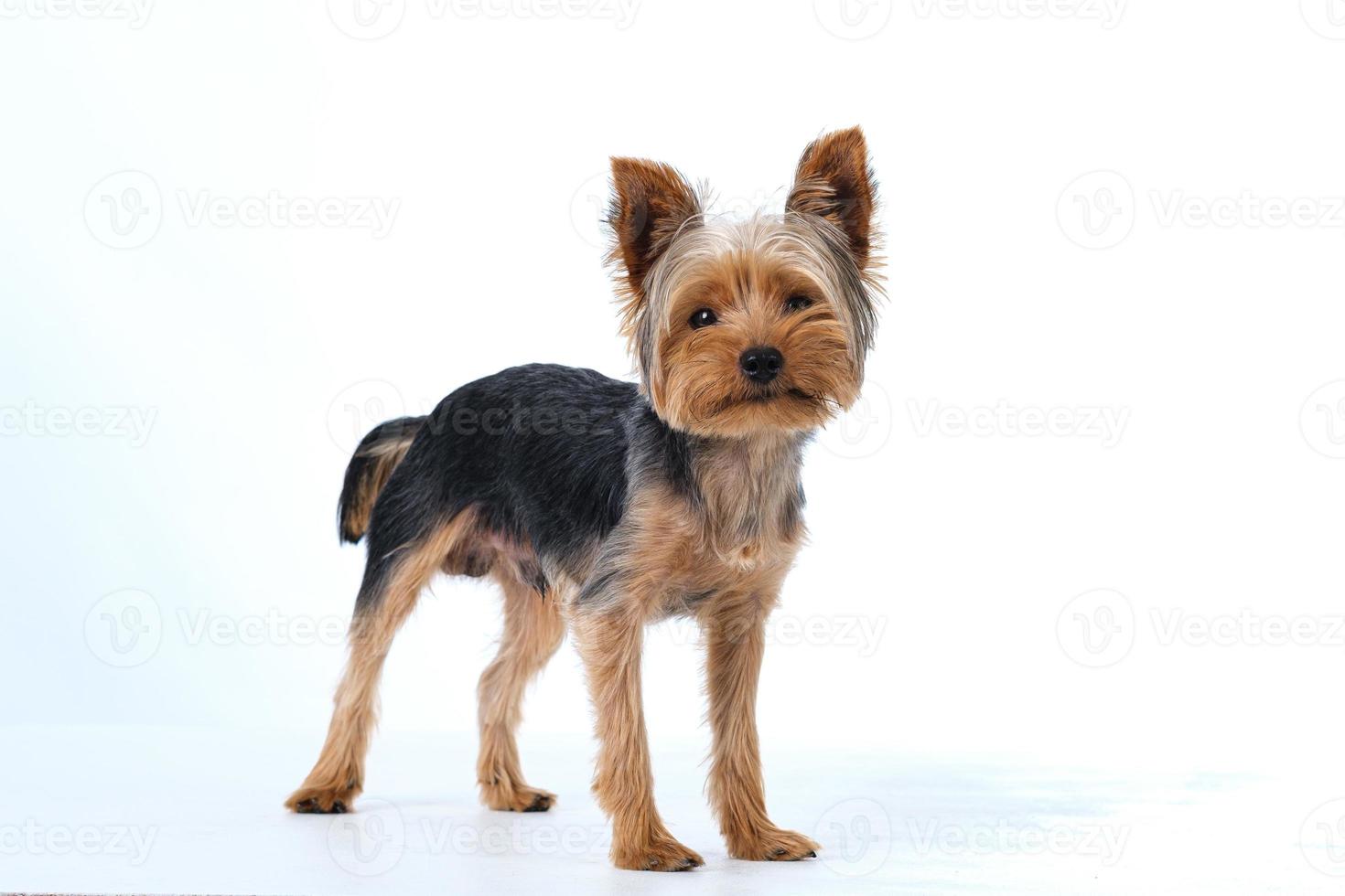 Yorkshire Terrier auf weißem Hintergrund kurzes Haar foto