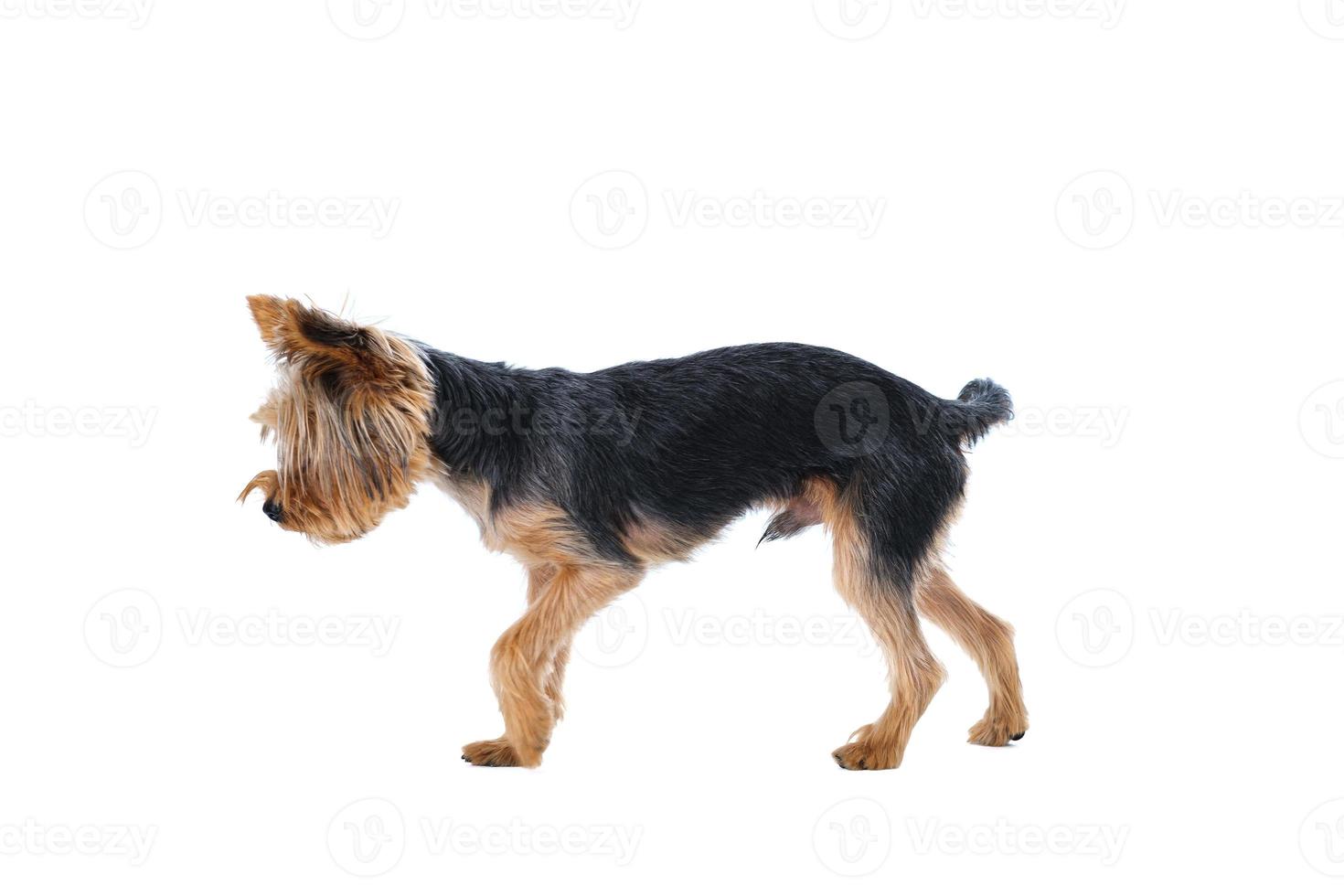 Yorkshire Terrier auf weißem Hintergrund kurzes Haar foto