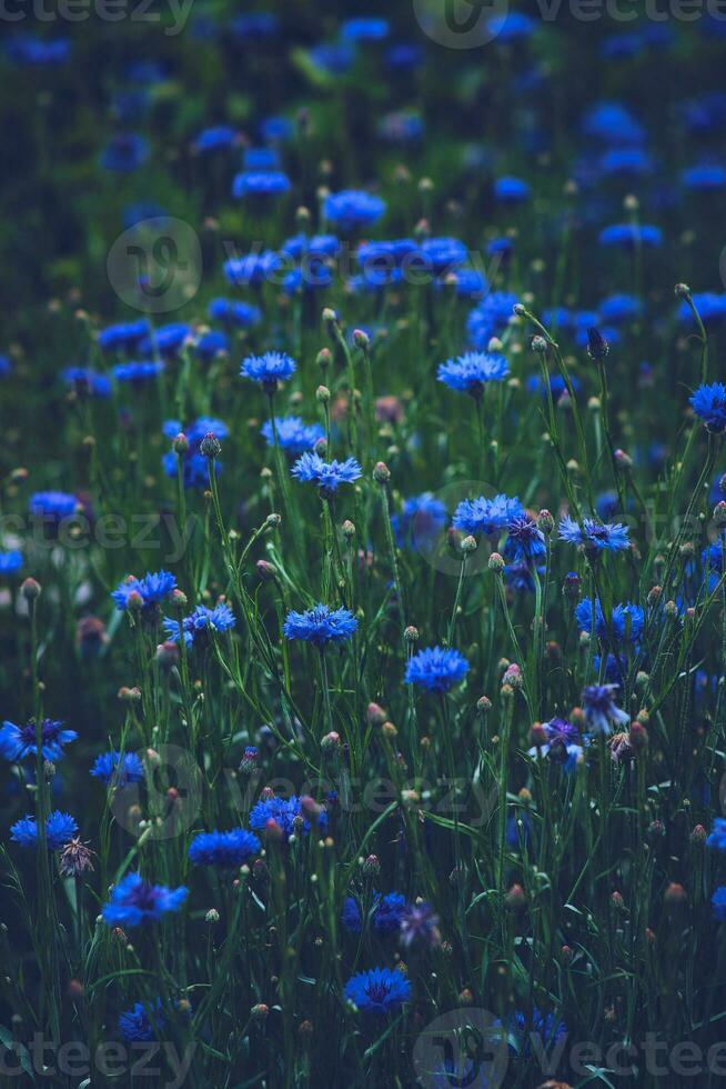 üppig Kornblume Feld foto