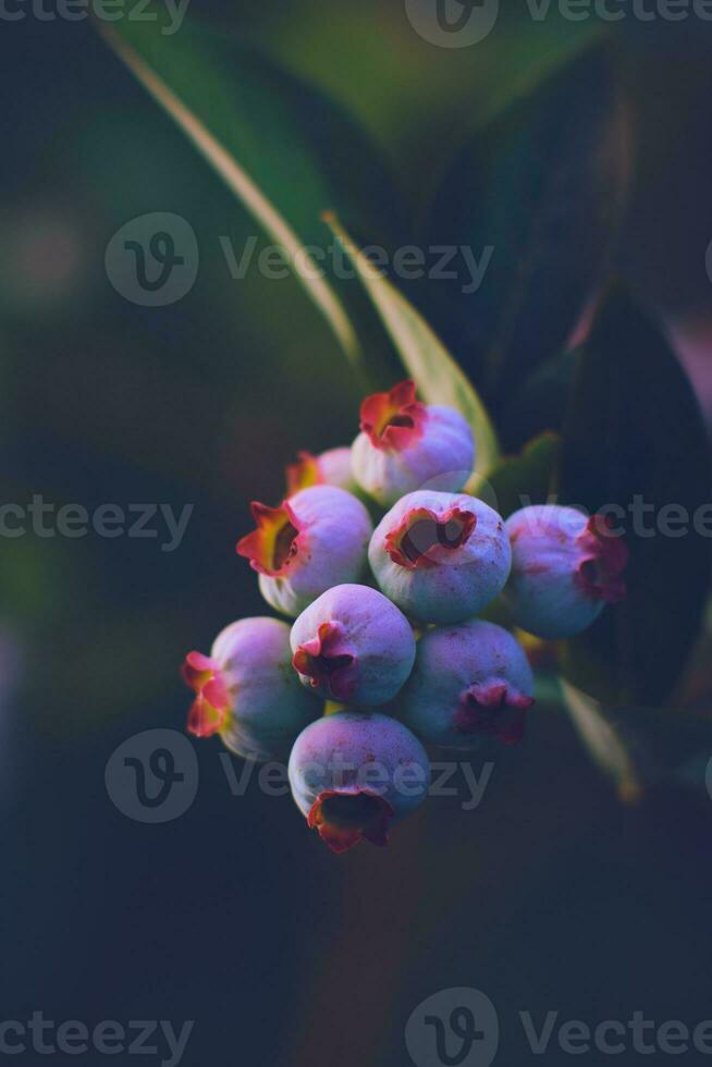 unreif Blaubeeren wachsend im das Sonnenschein foto