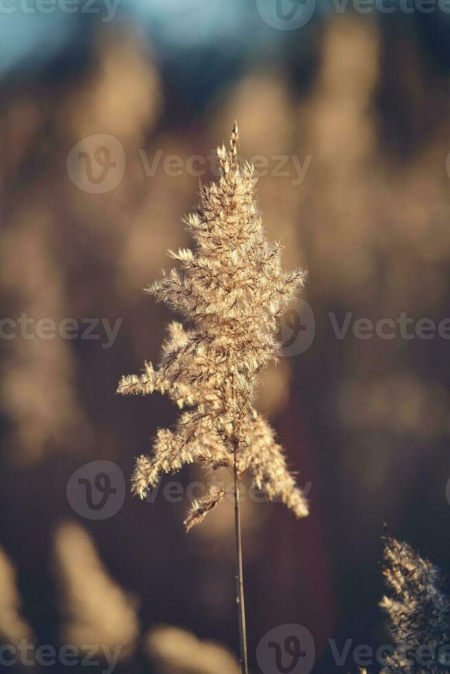 Schilf Gras oben im Sonnenlicht foto