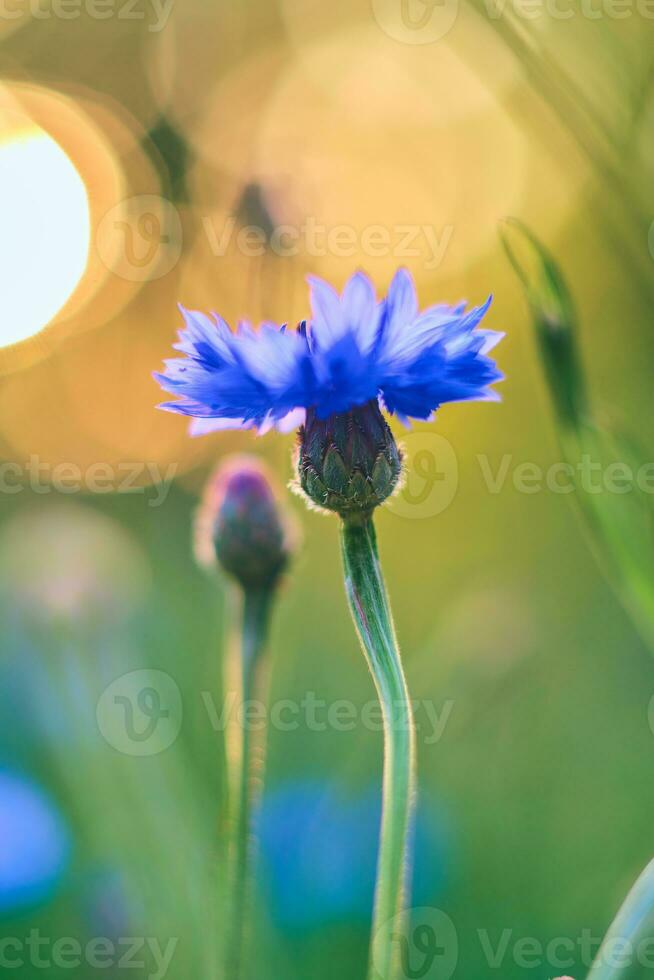 Single Kornblume im hell Sonnenlicht foto