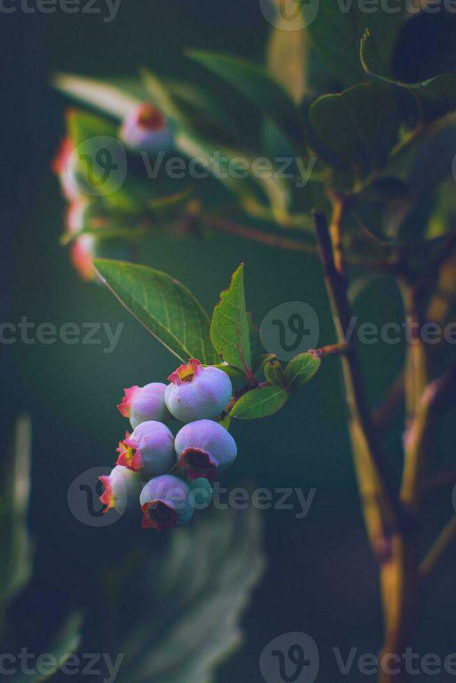 fast reif Blaubeeren wachsend im das Sonnenschein foto