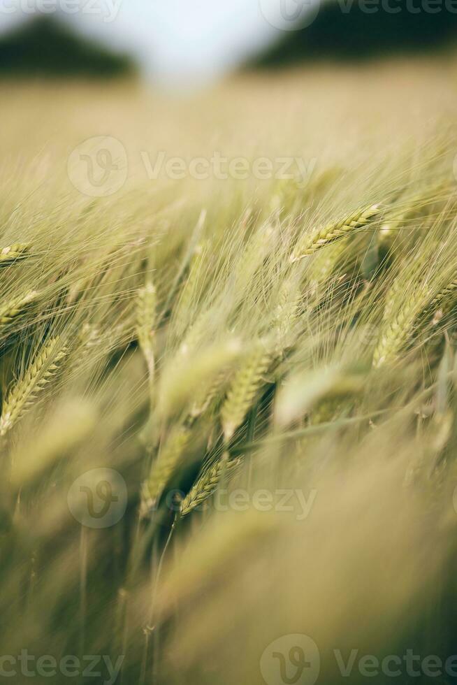 Nahansicht von Feld mit Gerste foto