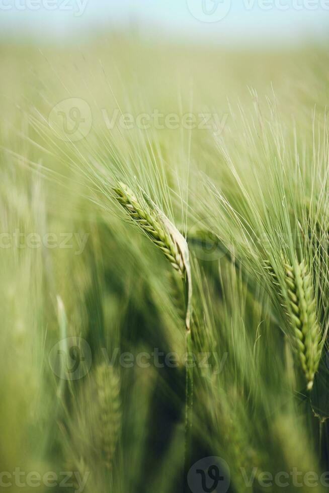 Grün frisch wachsend Feld mit Gerste foto