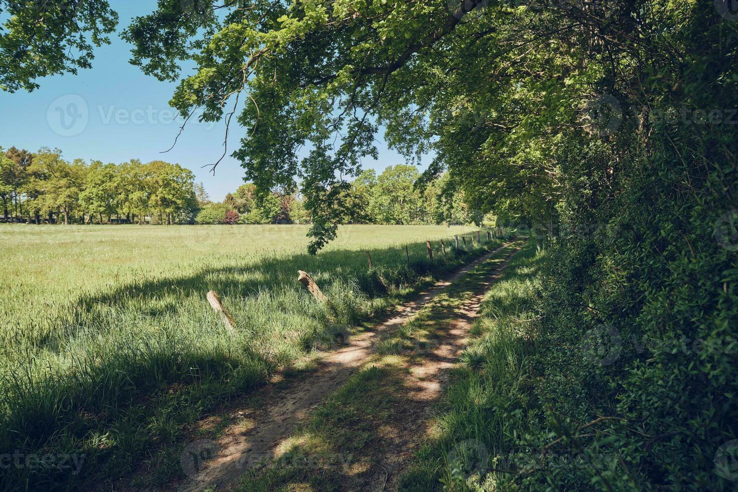 sonnig Pfad durch Grün Natur im Nord Deutschland foto