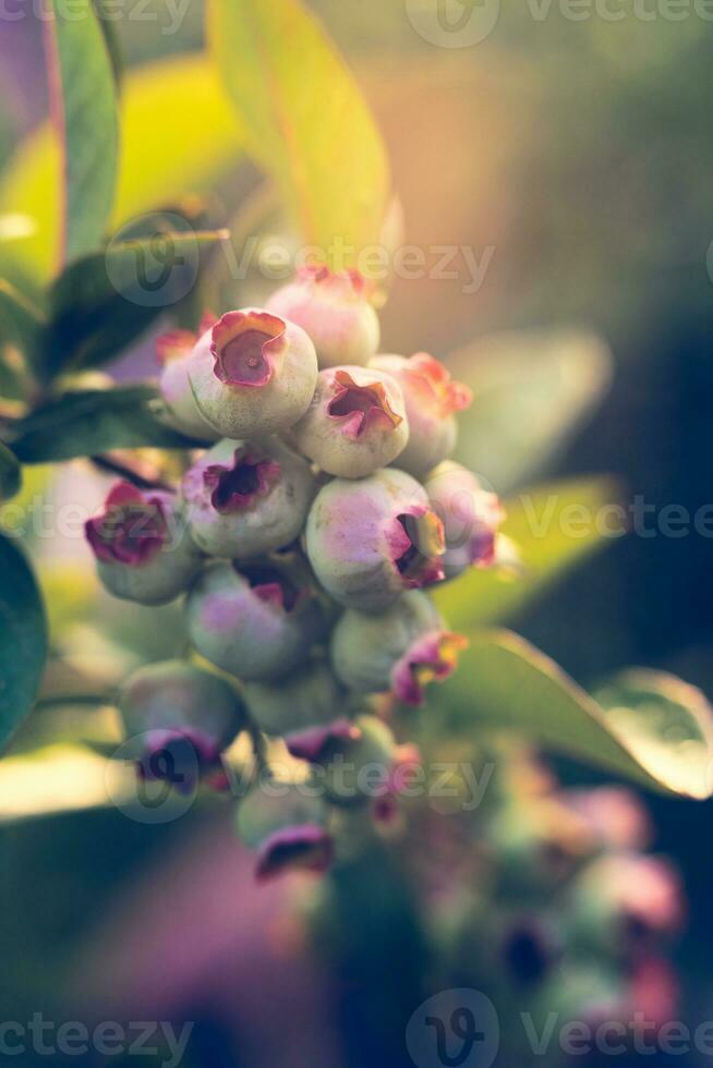 Blaubeeren wachsend im das Sonnenschein foto