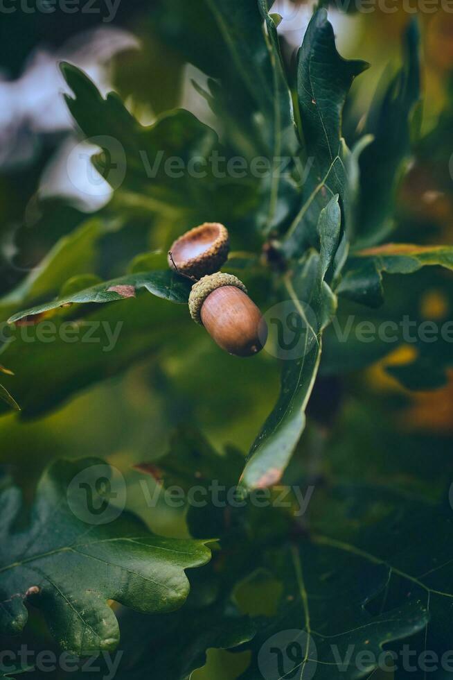 braun Eicheln hängend im Eiche Baum foto