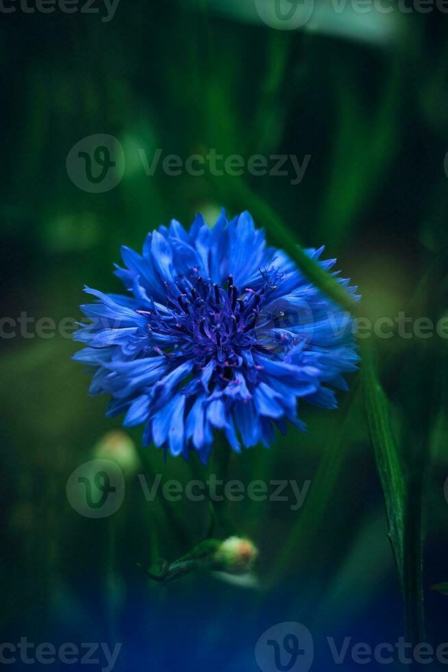 schön tief Blau Kornblume foto