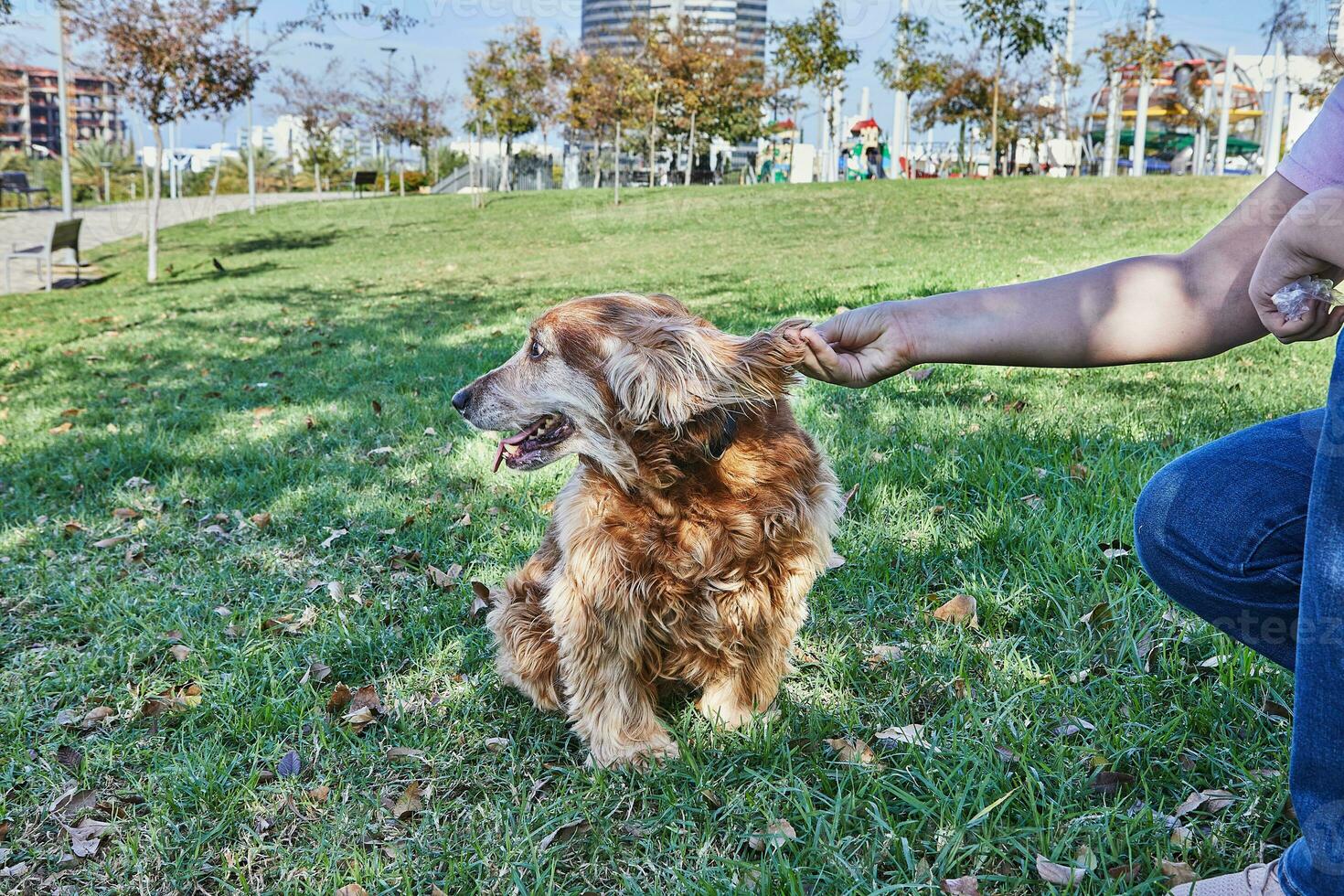 amerikanisch Cocker Spaniel genießen ein gemächlich gehen im ein Grün Park mit seine Inhaber foto