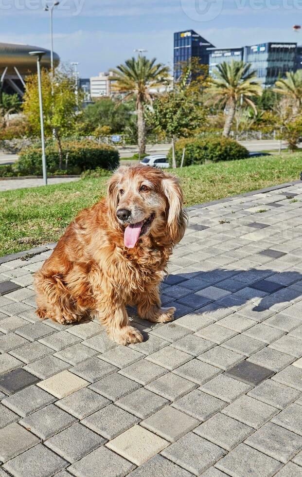 amerikanisch Cocker Spaniel genießen ein gemächlich gehen im ein Grün Park mit seine Inhaber foto