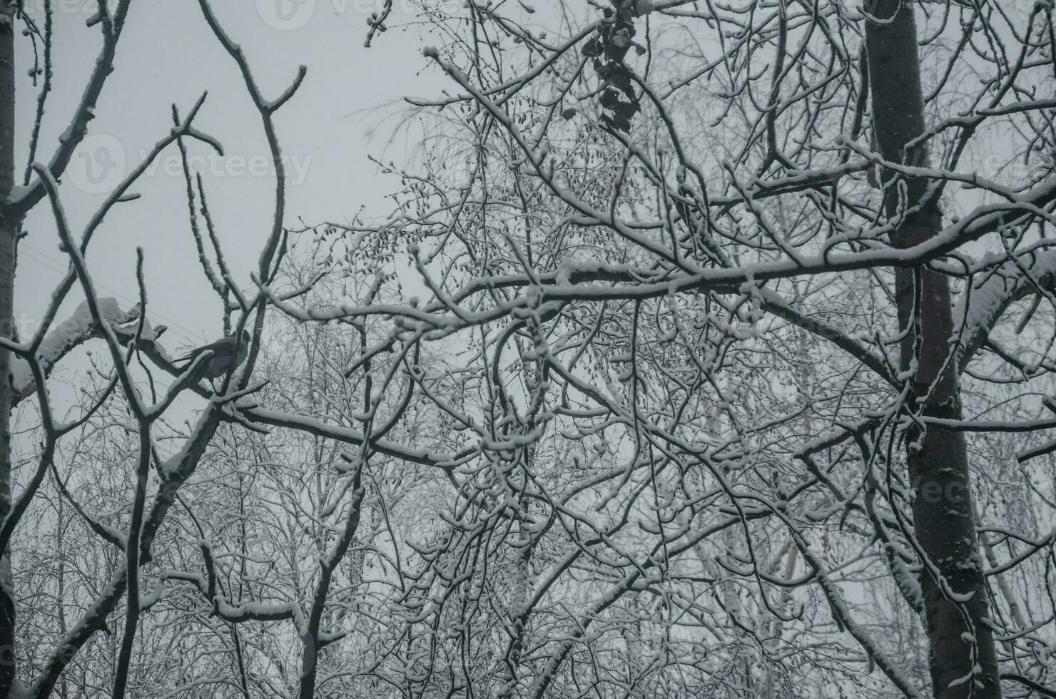 Baum Geäst im das Schnee gegen das Hintergrund von das grau Himmel foto