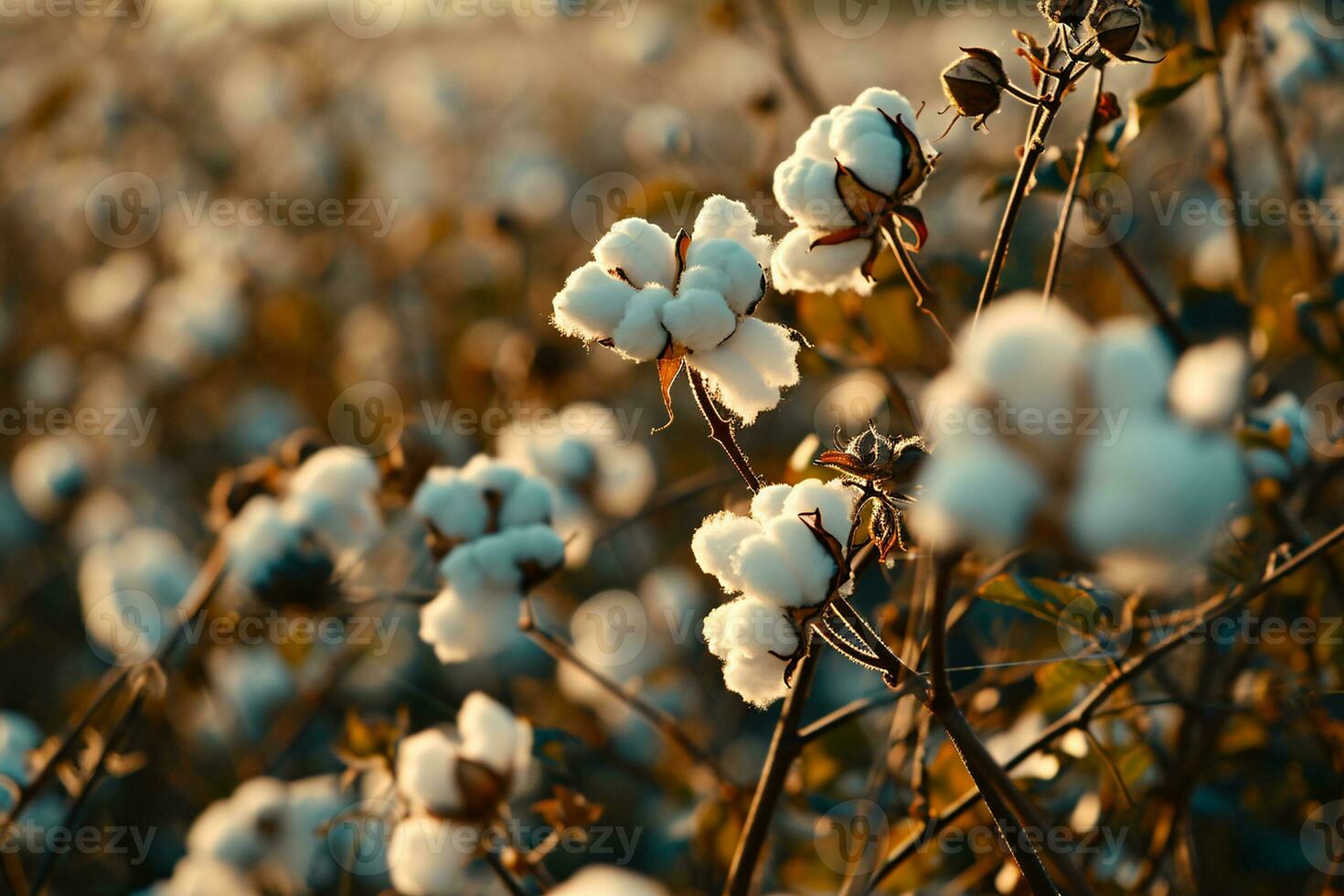 ai generiert Baumwolle Bauernhof während Ernte Jahreszeit. Feld von Baumwolle Pflanzen mit Weiß Bolls. nachhaltig und umweltfreundlich trainieren auf ein Baumwolle Bauernhof. organisch Landwirtschaft. roh Material zum Textil- Industrie. foto