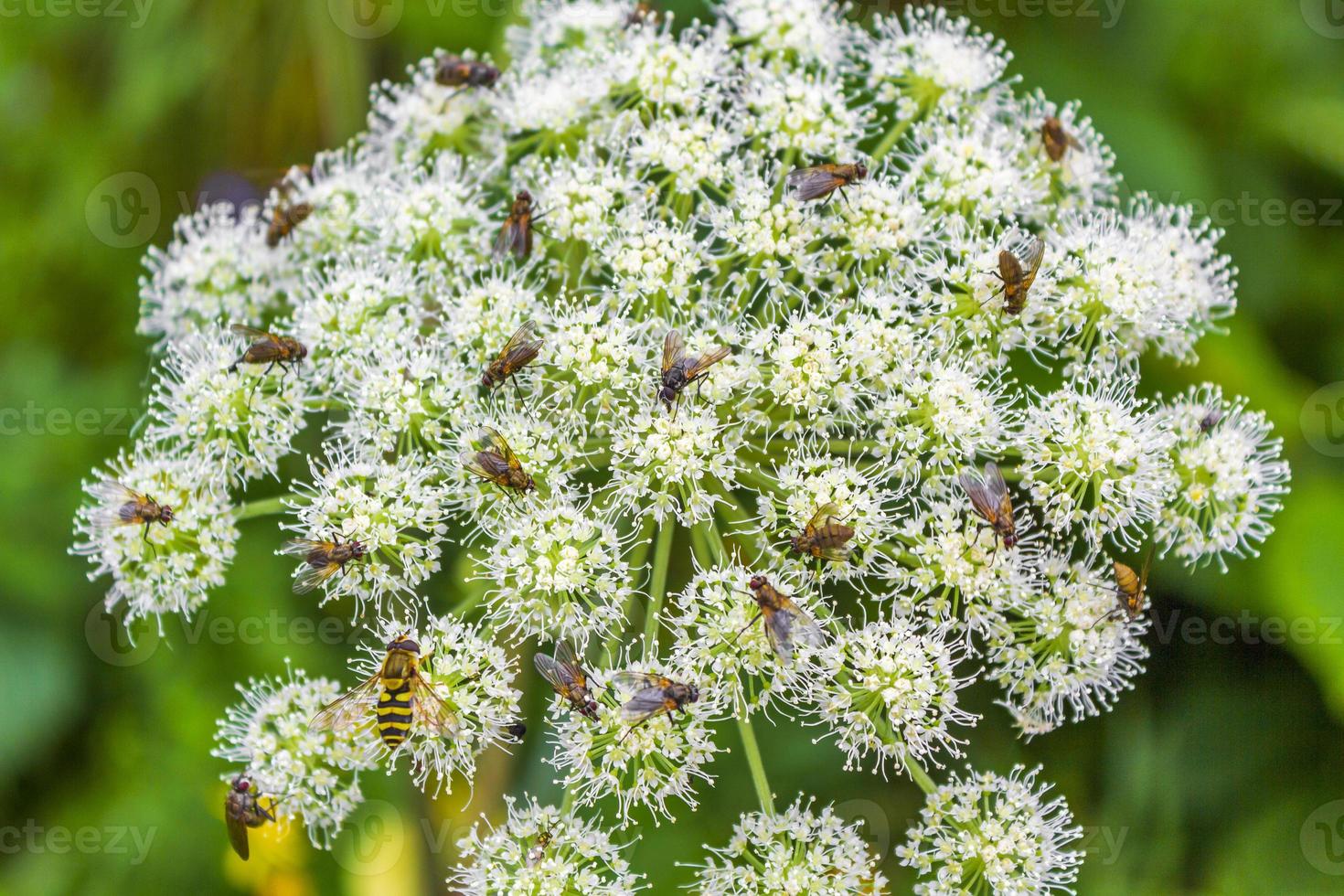 viele Fliegen auf weißen Blüten. foto