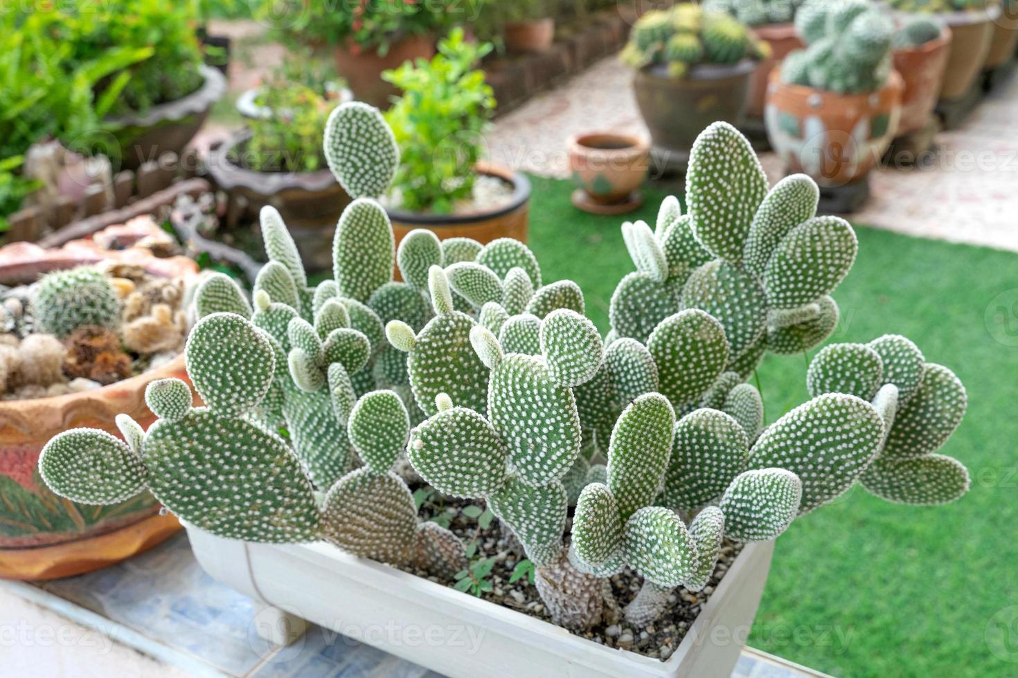 schöner Kaktus im Topf. als Zierpflanze weit verbreitet. foto