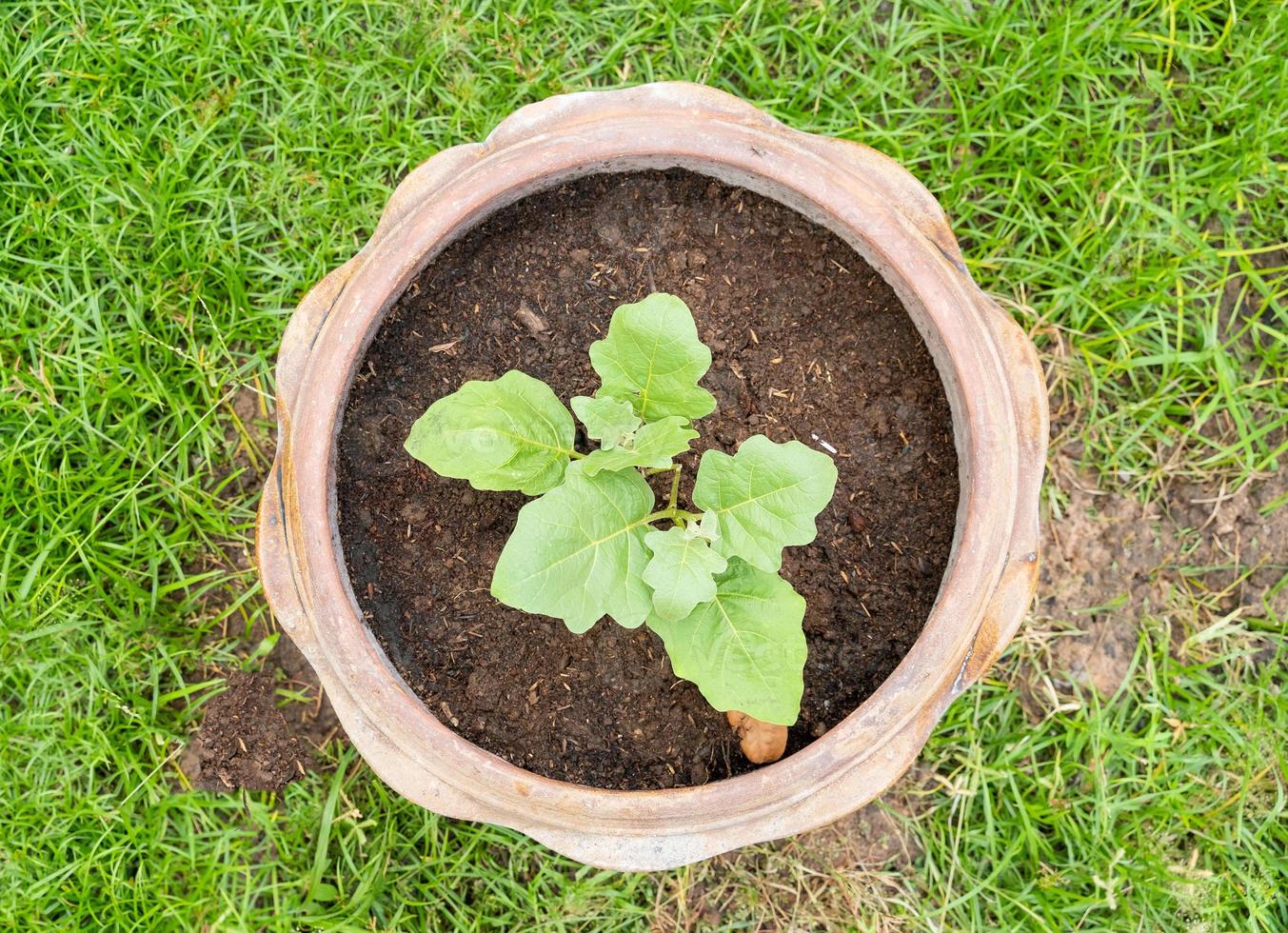 Blick von oben auf die kleine Baumplantage im Terrakottatopf. foto