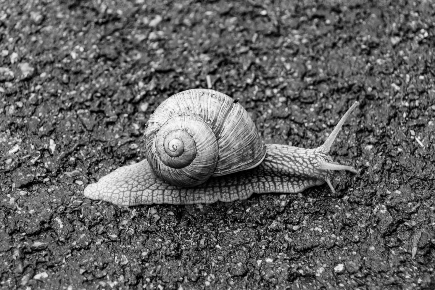 große Gartenschnecke im Gehäuse kriecht auf nasser Straße, beeil dich nach Hause foto