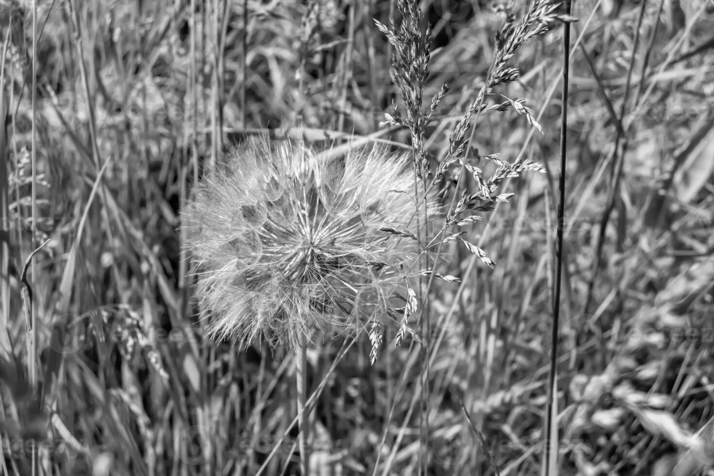 schöner wild wachsender Blumensamen-Löwenzahn auf der Hintergrundwiese foto