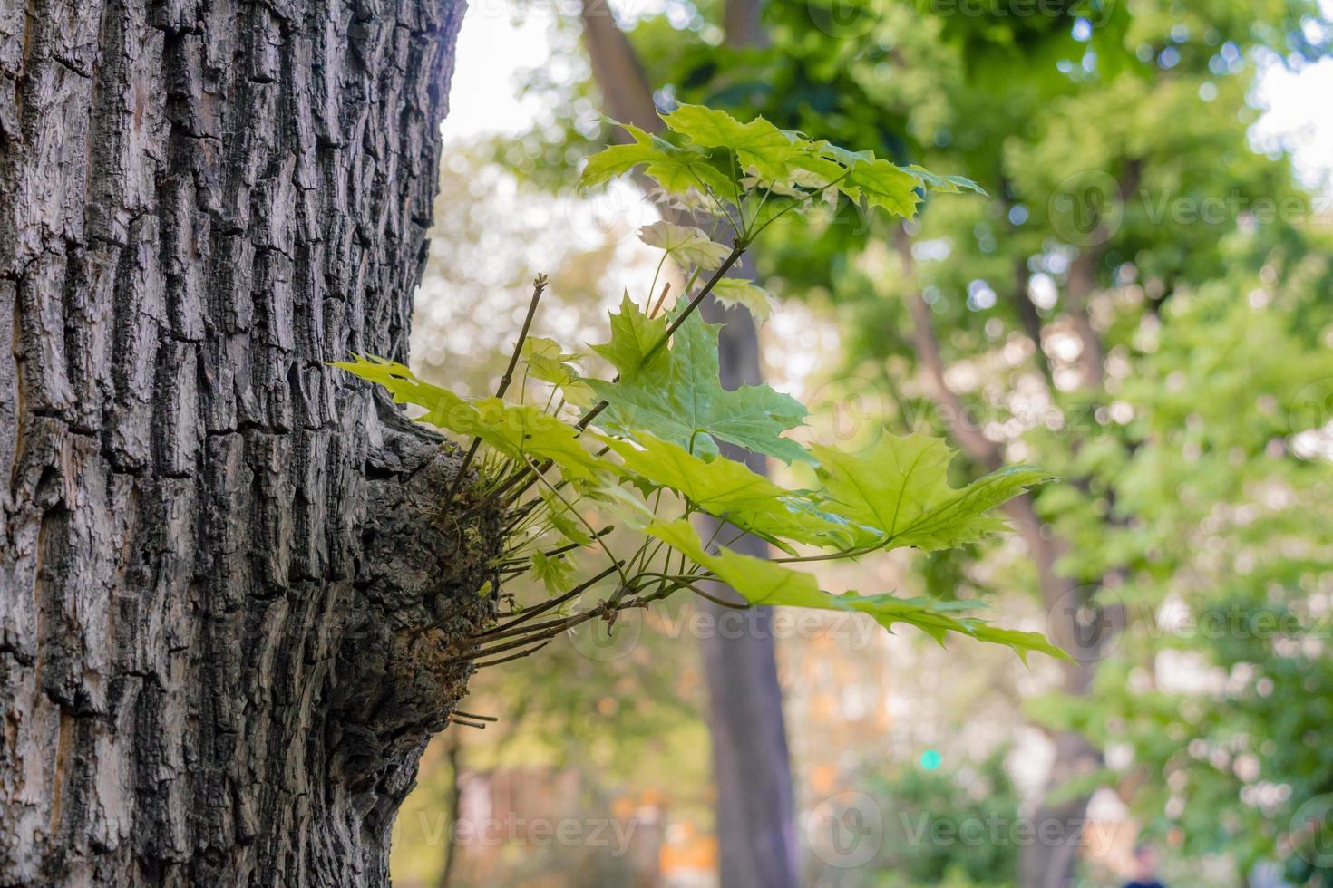 Baumstamm mit Blattknospen auf Wald foto