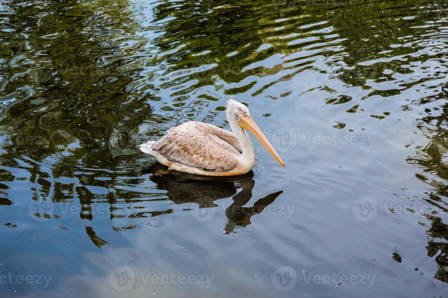 Pelikan schwimmt im See foto